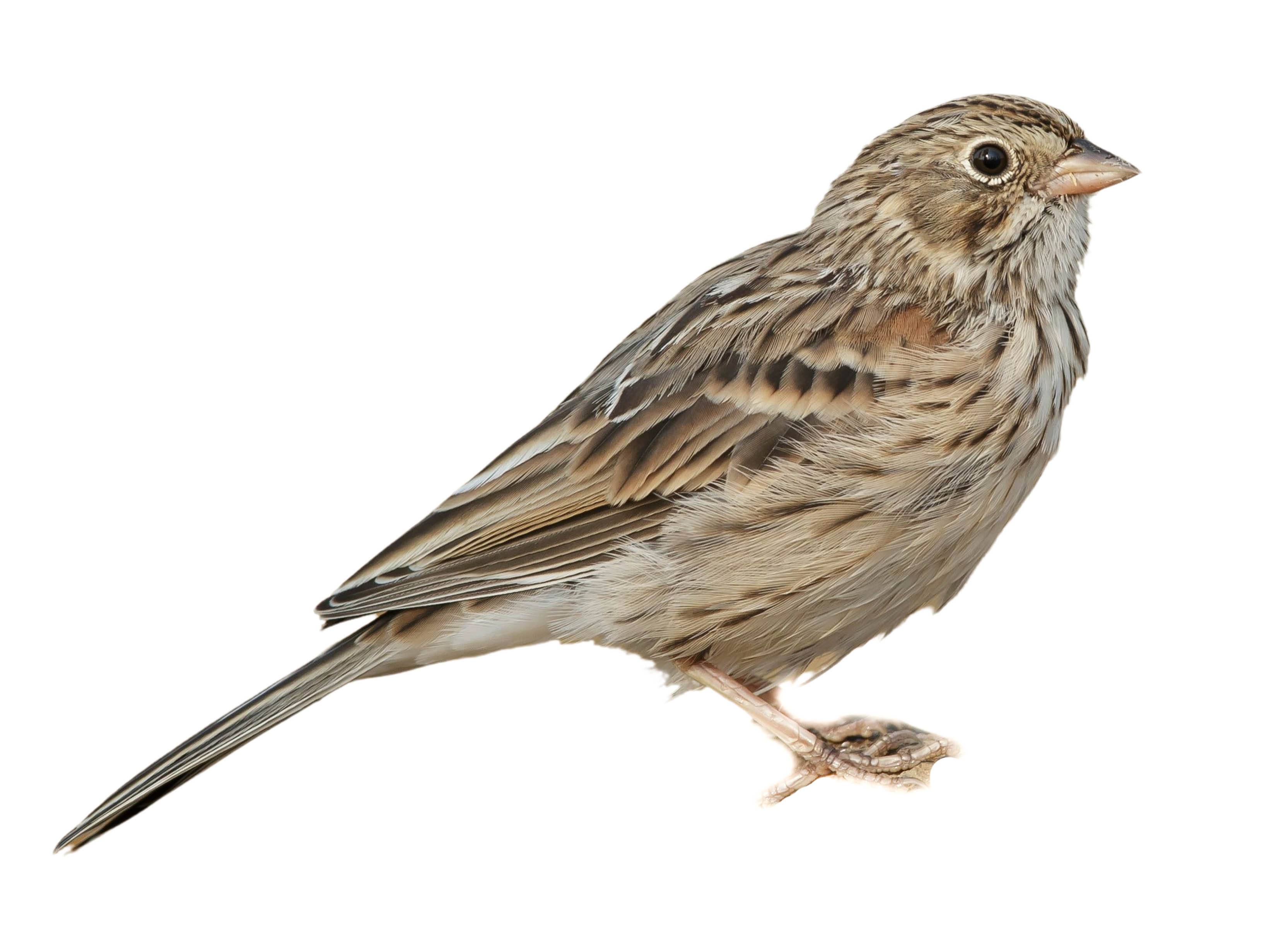 A photo of a Vesper Sparrow (Pooecetes gramineus)