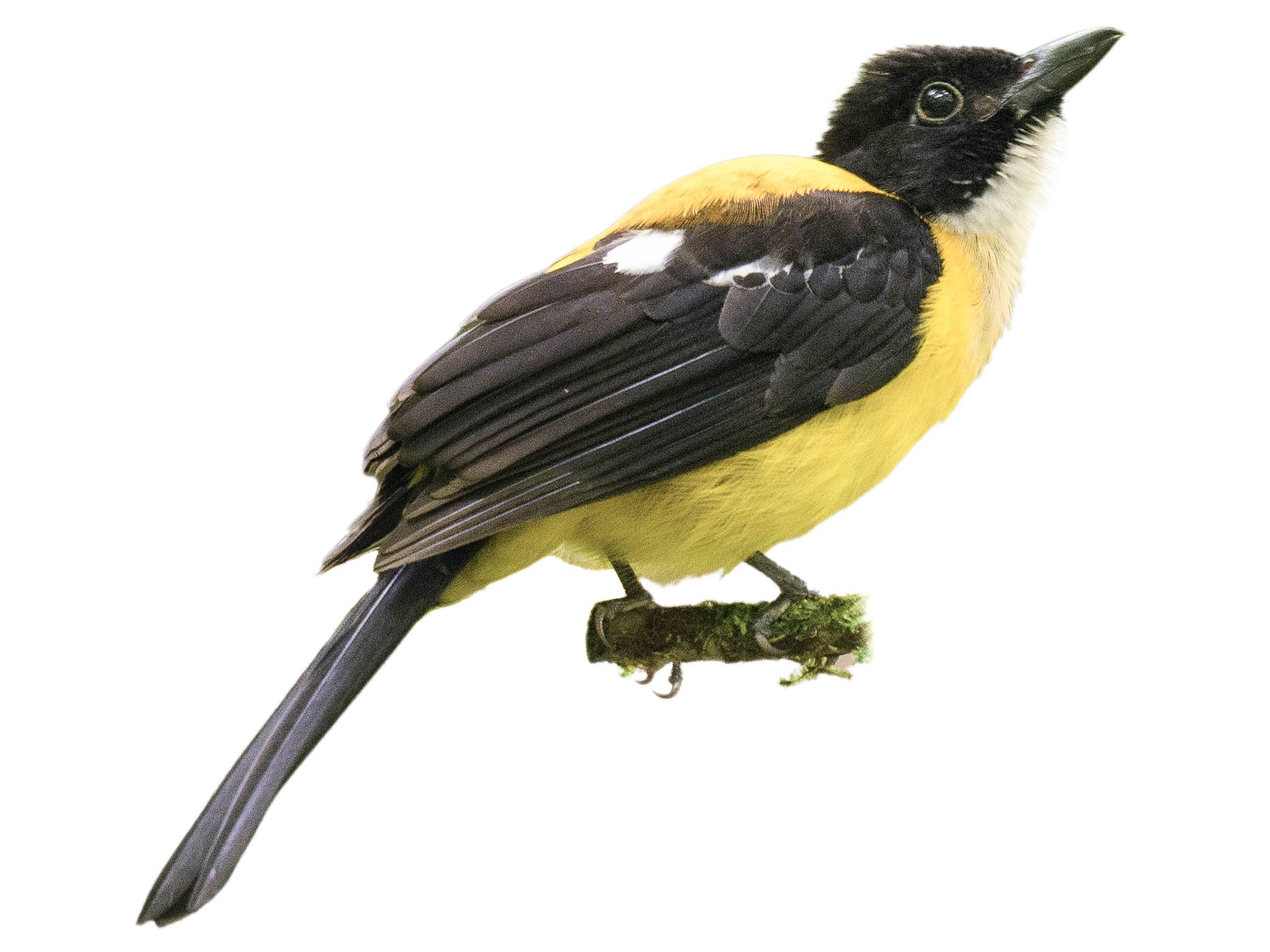 A photo of a White-throated Shrike-Tanager (Lanio leucothorax), male