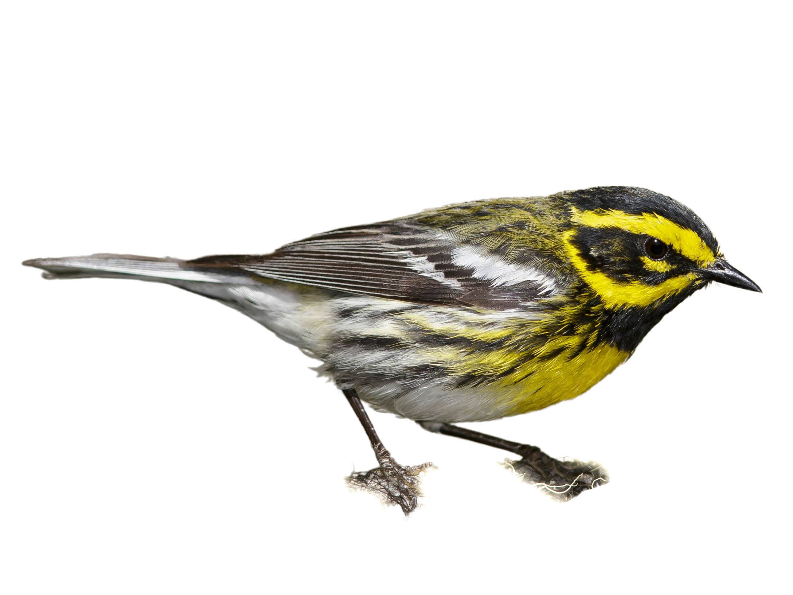 A photo of a Townsend's Warbler (Setophaga townsendi), male