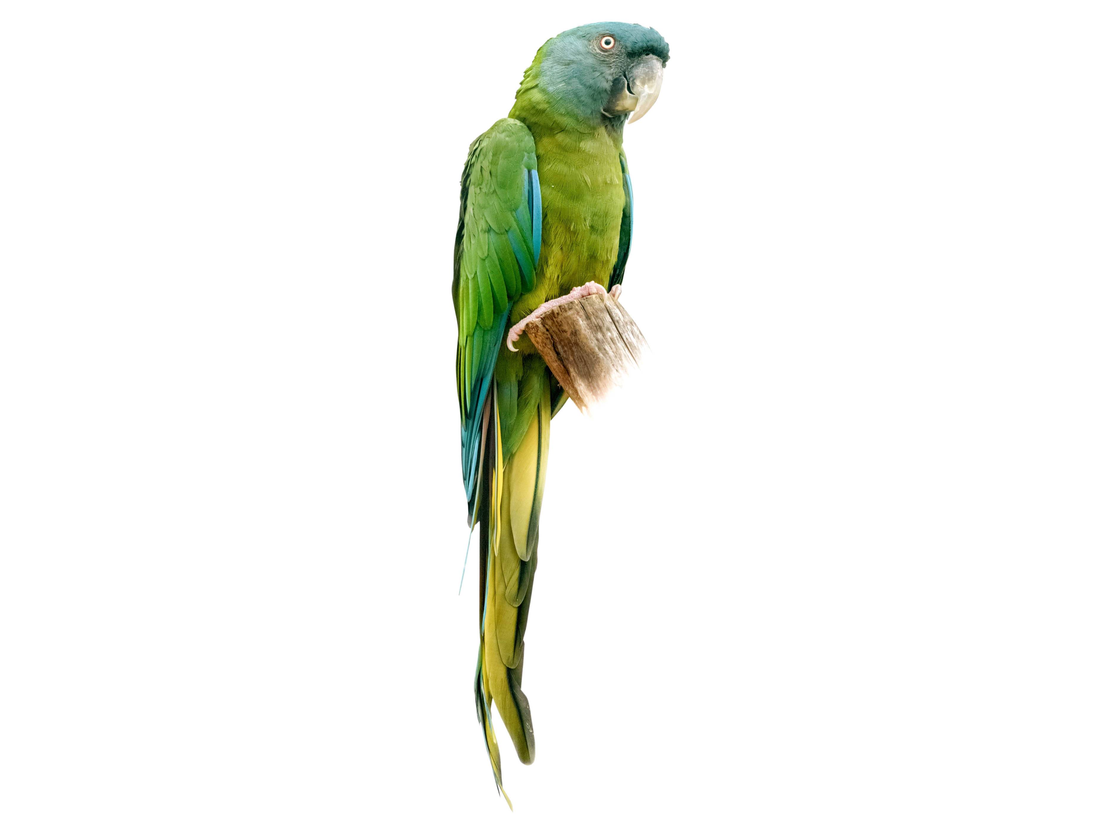 A photo of a Blue-headed Macaw (Primolius couloni)