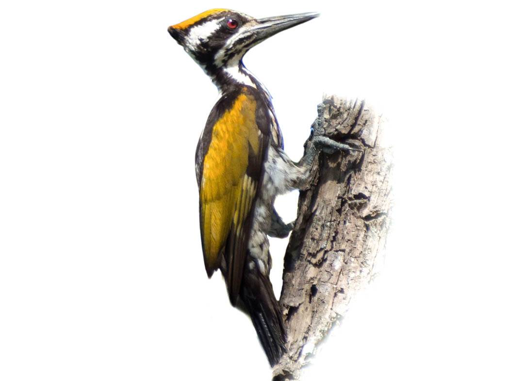 A photo of a White-naped Woodpecker (Chrysocolaptes festivus), female