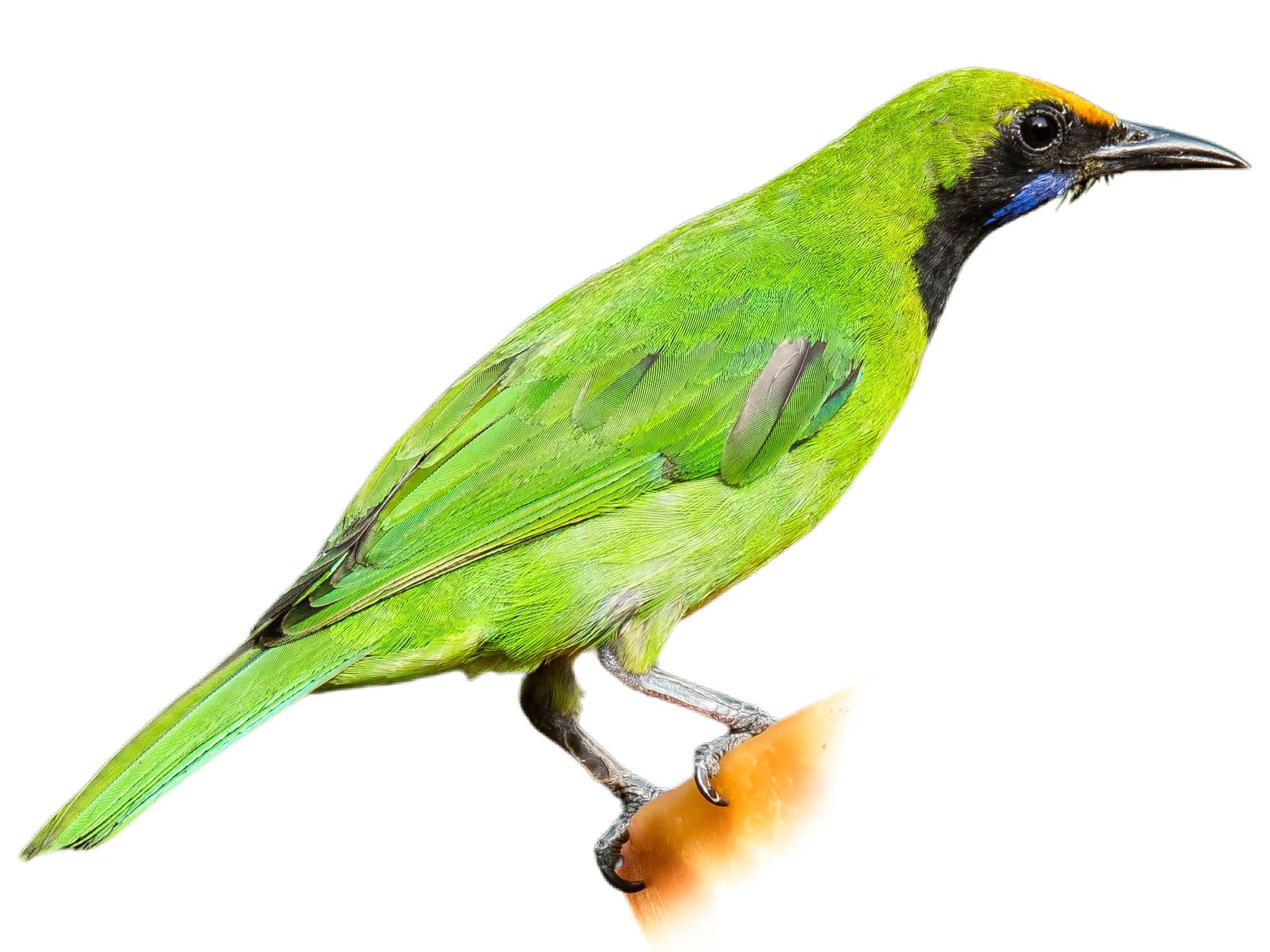 A photo of a Jerdon's Leafbird (Chloropsis jerdoni), male