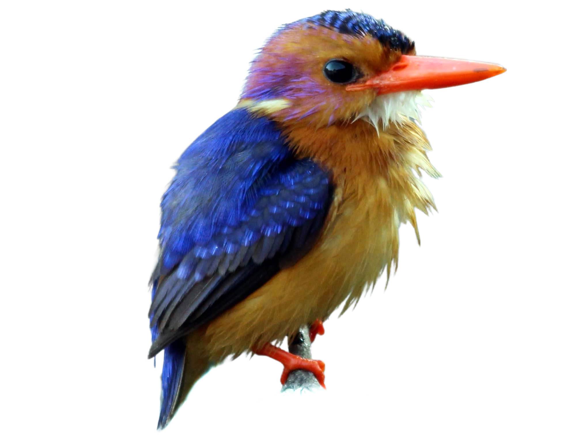 A photo of a African Pygmy Kingfisher (Ispidina picta)