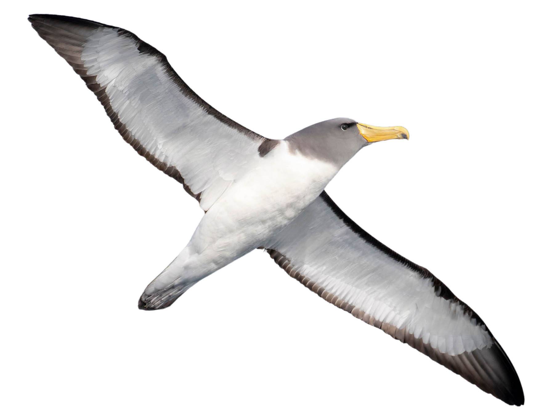 A photo of a Chatham Albatross (Thalassarche eremita)