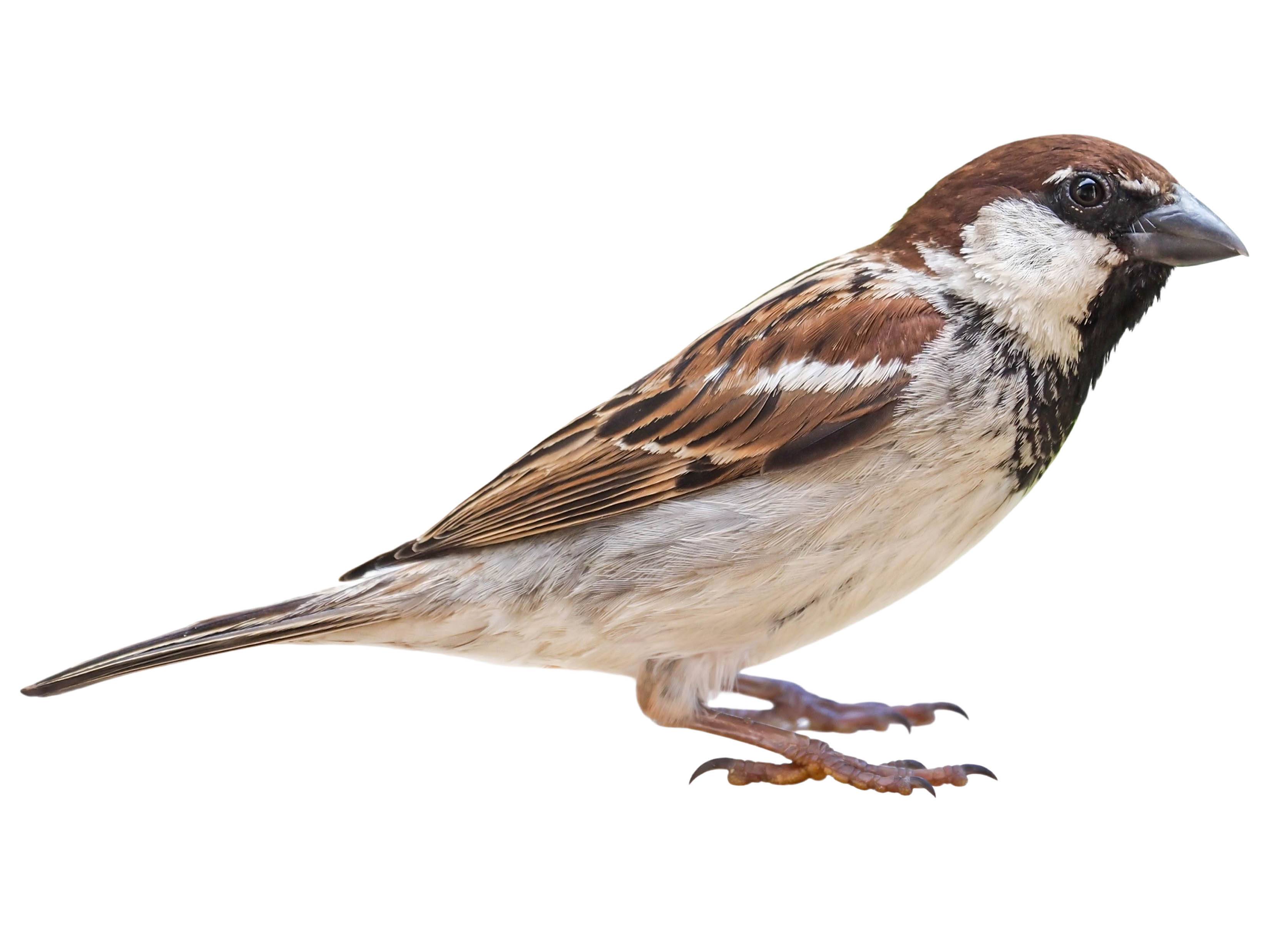 A photo of a Italian Sparrow (Passer italiae), male