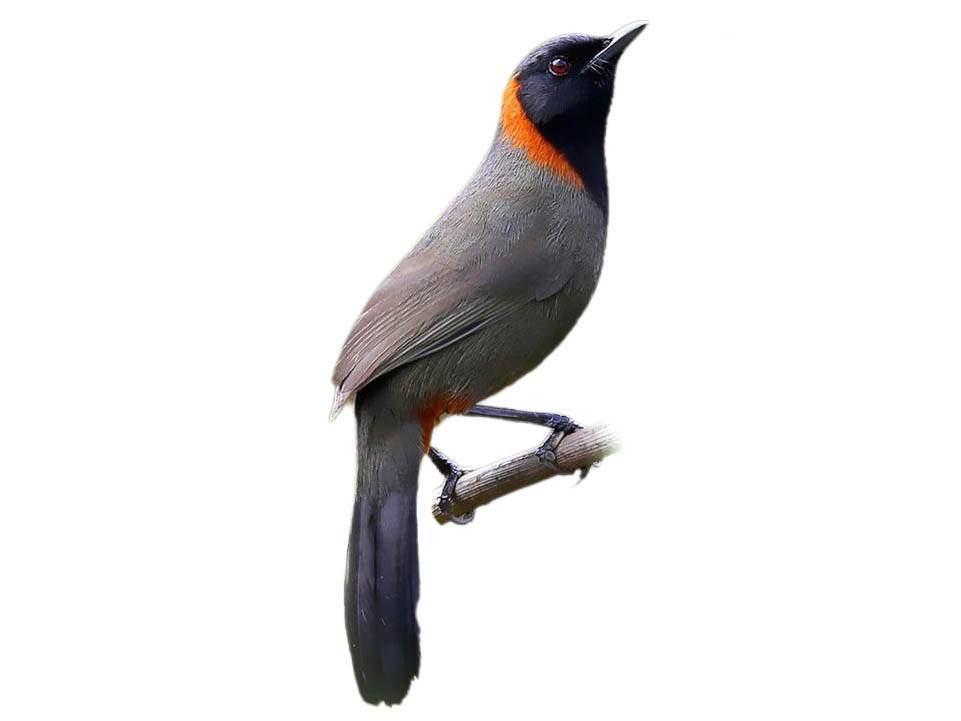 A photo of a Rufous-necked Laughingthrush (Pterorhinus ruficollis)