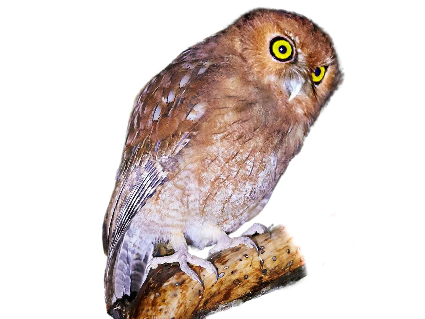 A photo of a Santa Marta Screech Owl (Megascops gilesi)