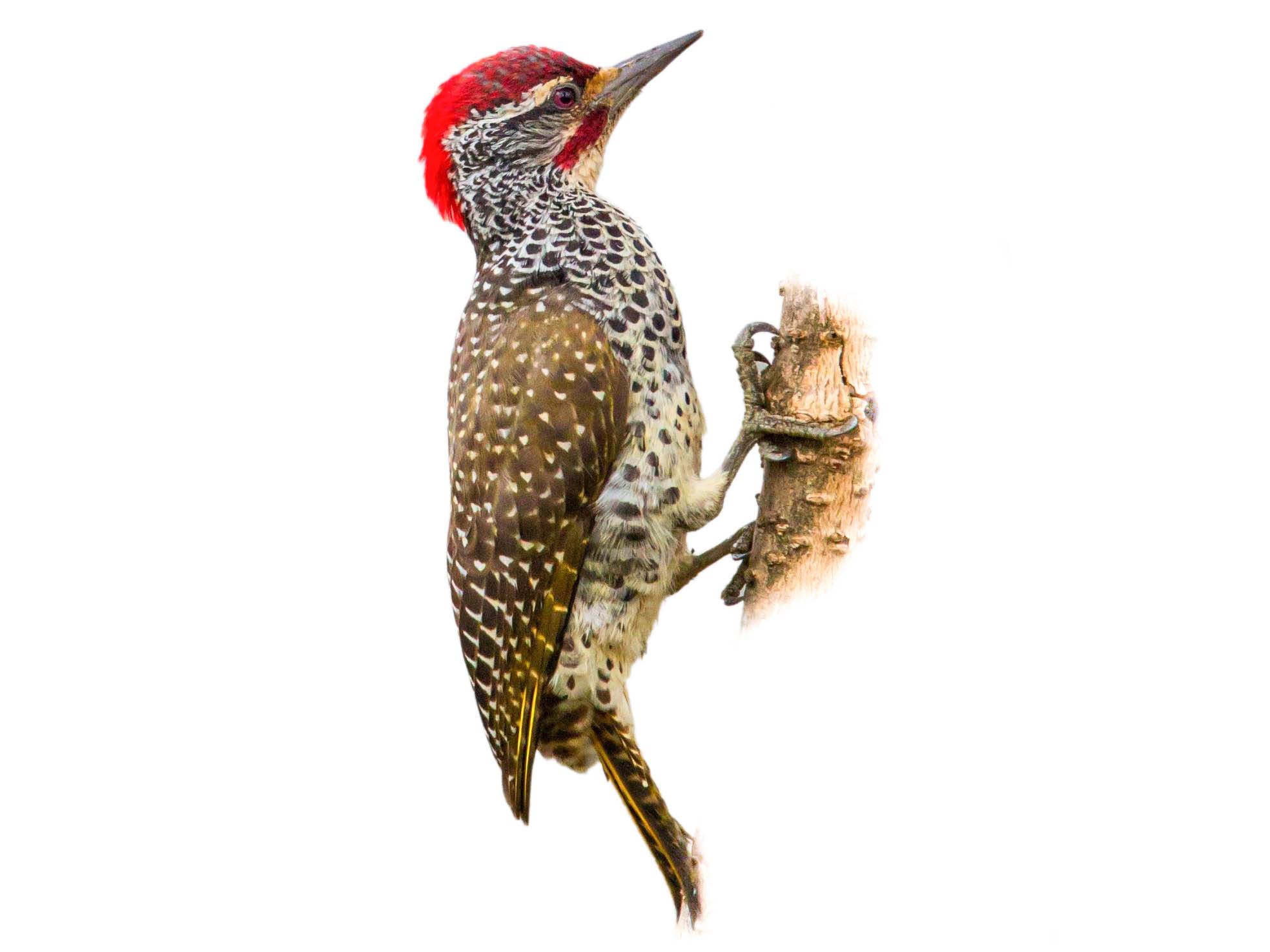 A photo of a Golden-tailed Woodpecker (Campethera abingoni), male