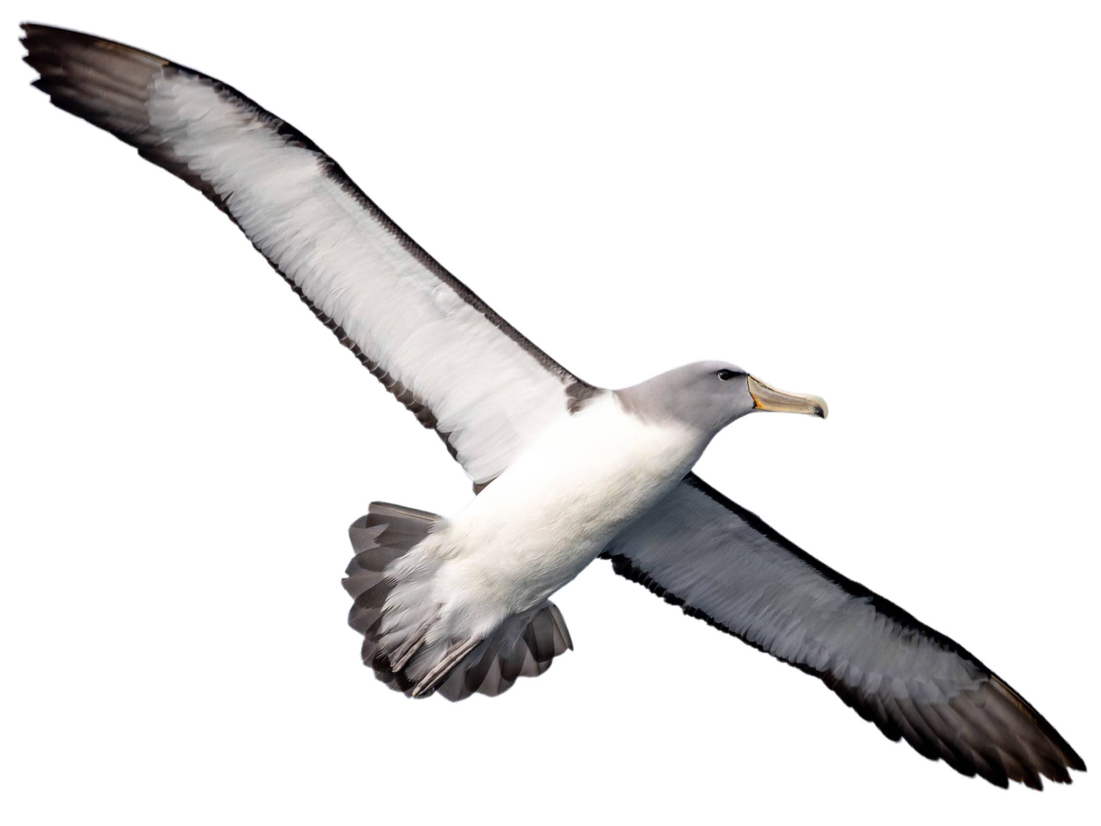 Salvin's Albatross | Thalassarche salvini | Species Guide | Birda