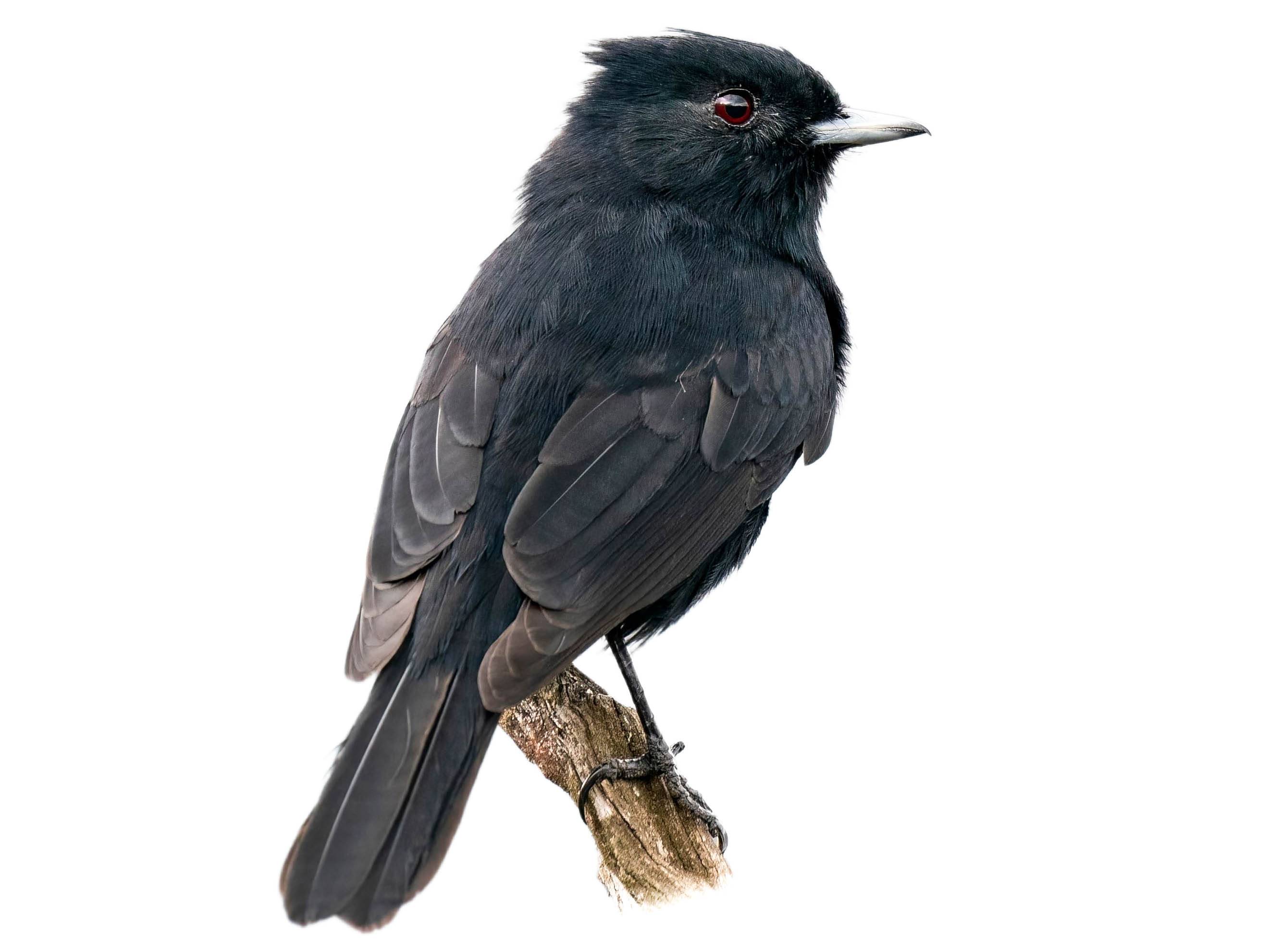 A photo of a Velvety Black Tyrant (Knipolegus nigerrimus), male