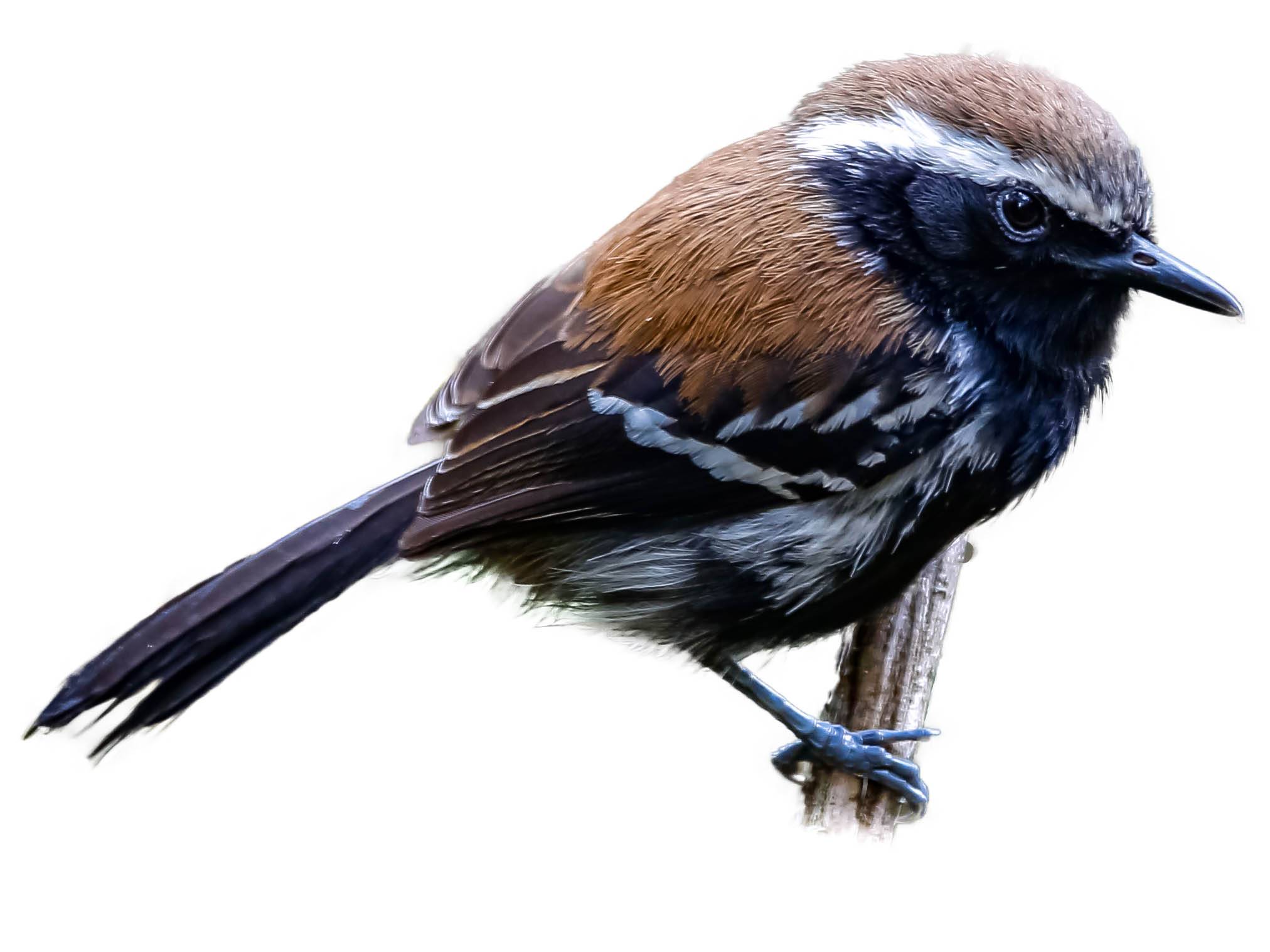 A photo of a Serra Antwren (Formicivora serrana), male