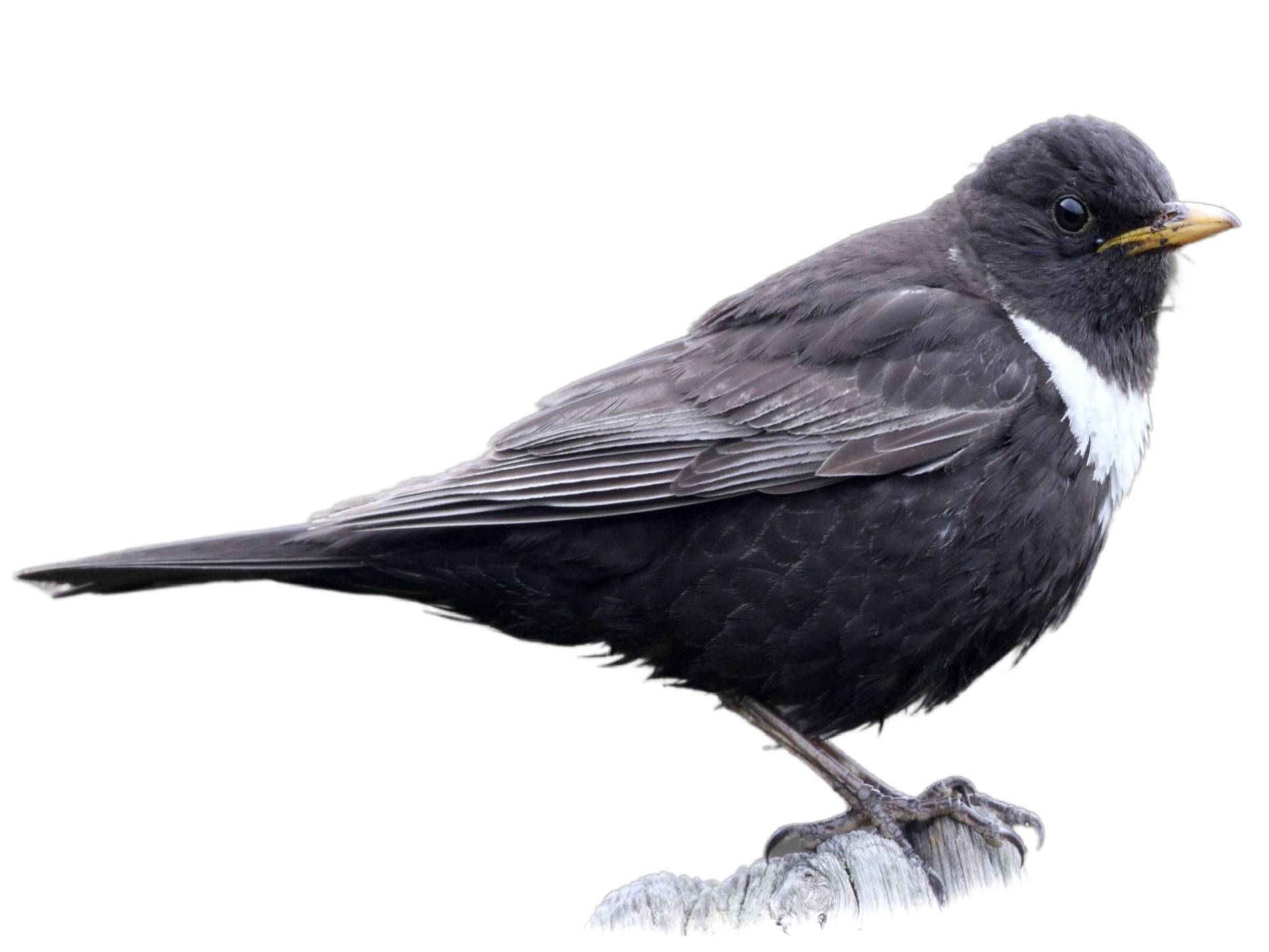 A photo of a Ring Ouzel (Turdus torquatus), male