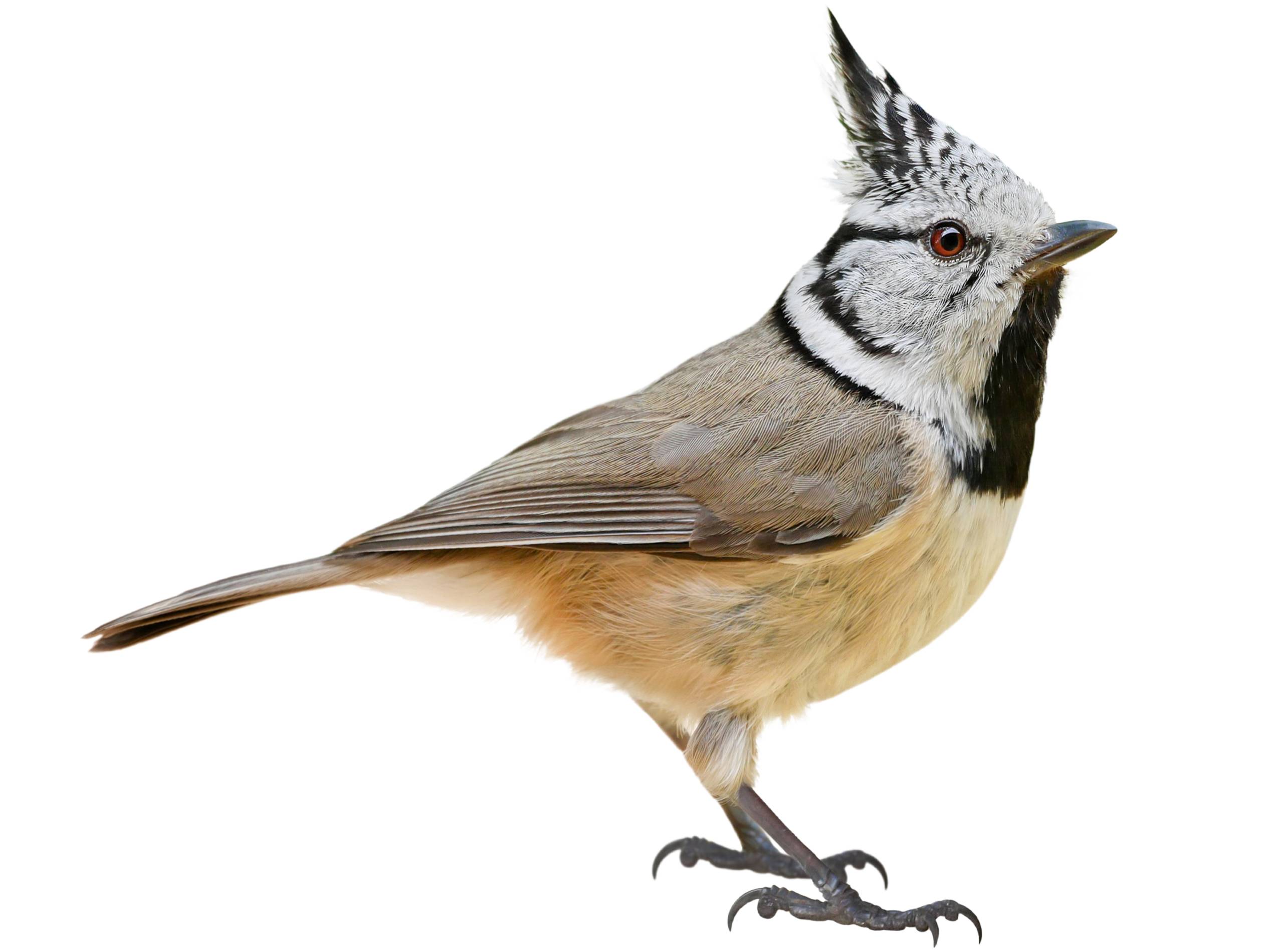 A photo of a European Crested Tit (Lophophanes cristatus)