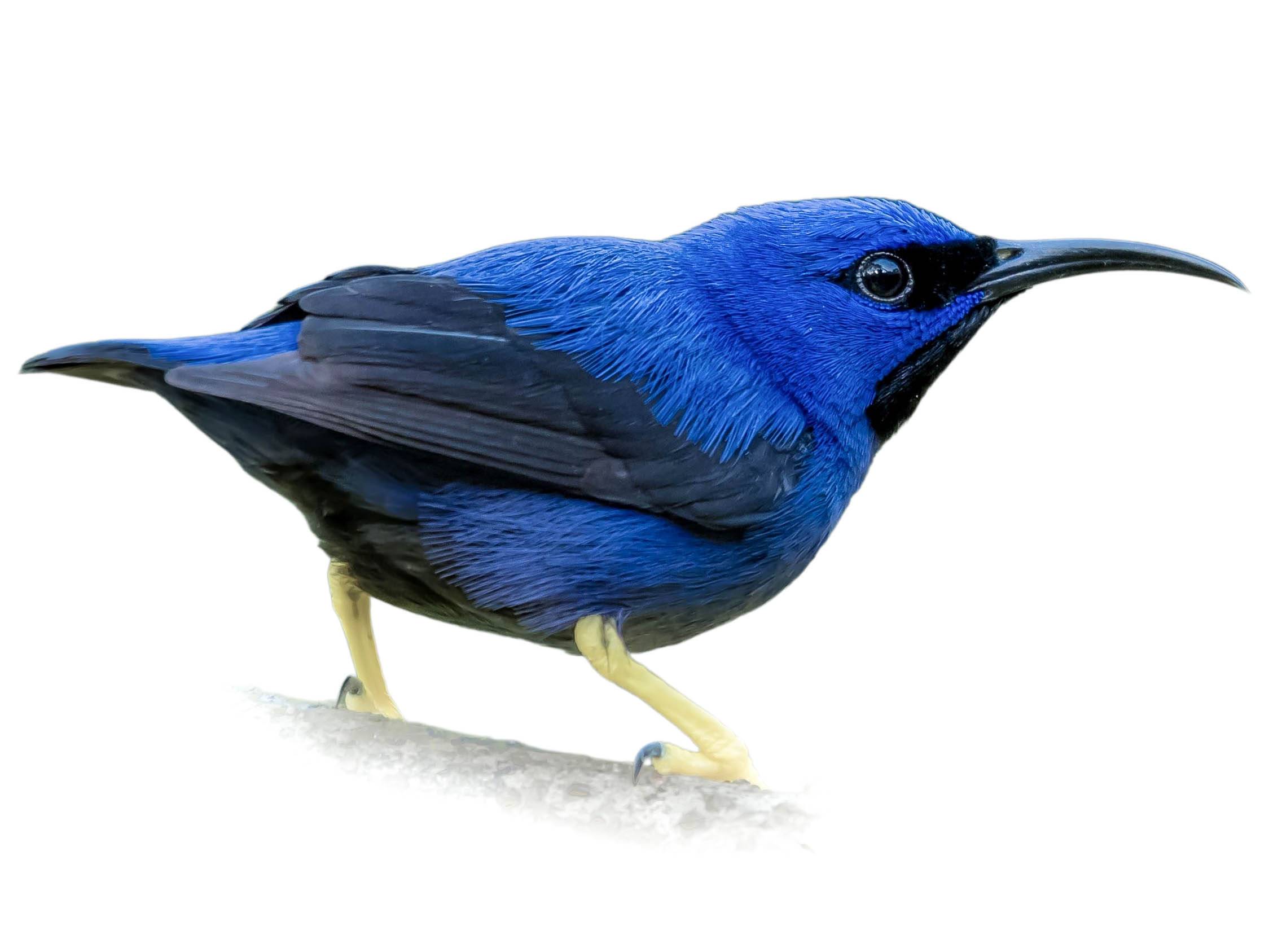 A photo of a Purple Honeycreeper (Cyanerpes caeruleus), male