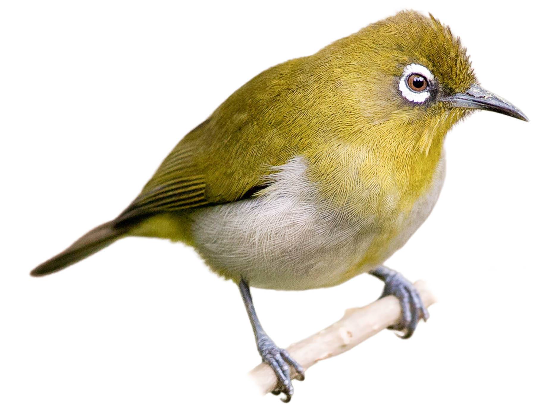 A photo of a Sri Lanka White-eye (Zosterops ceylonensis)