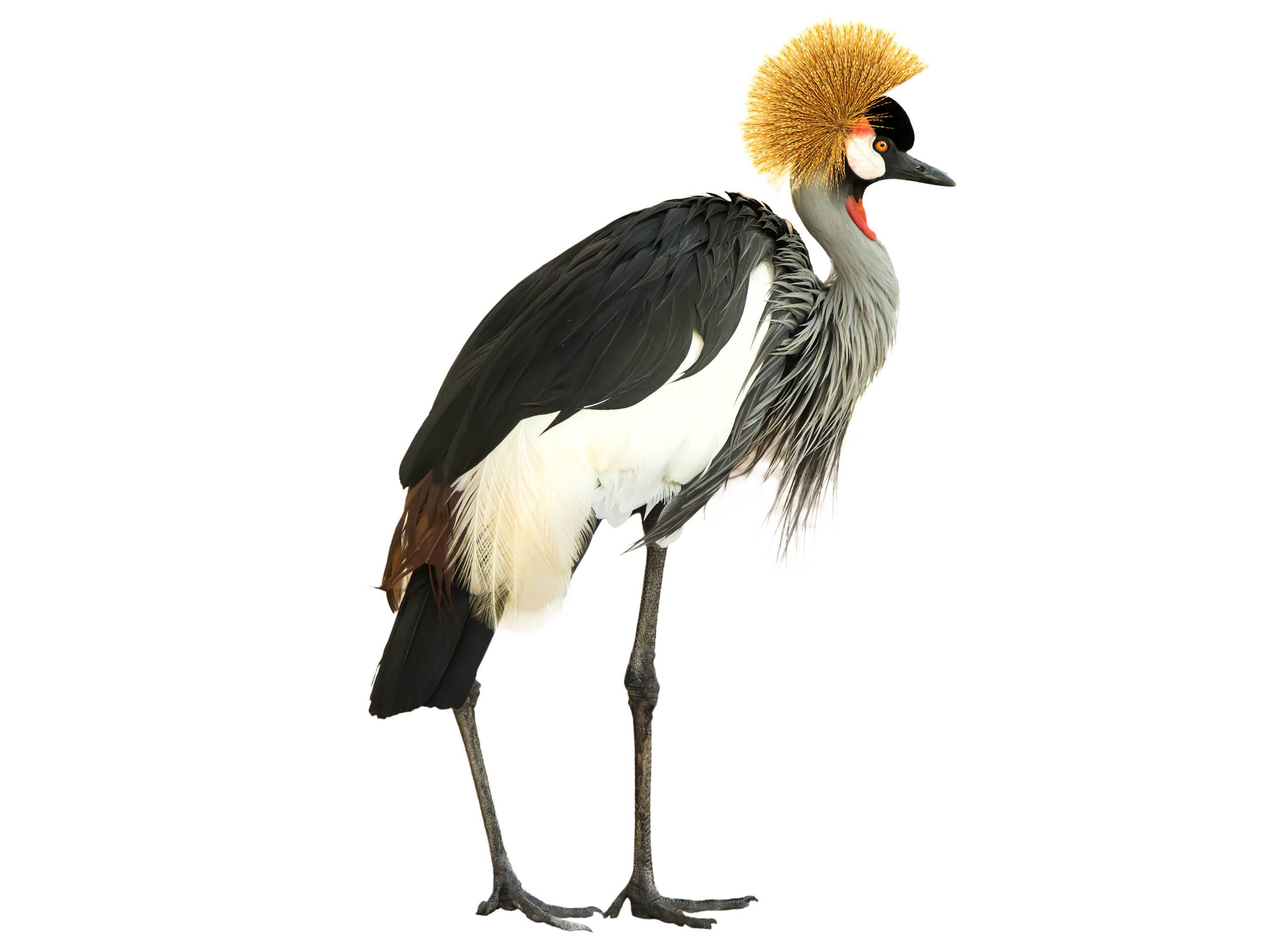 A photo of a Grey Crowned Crane (Balearica regulorum)