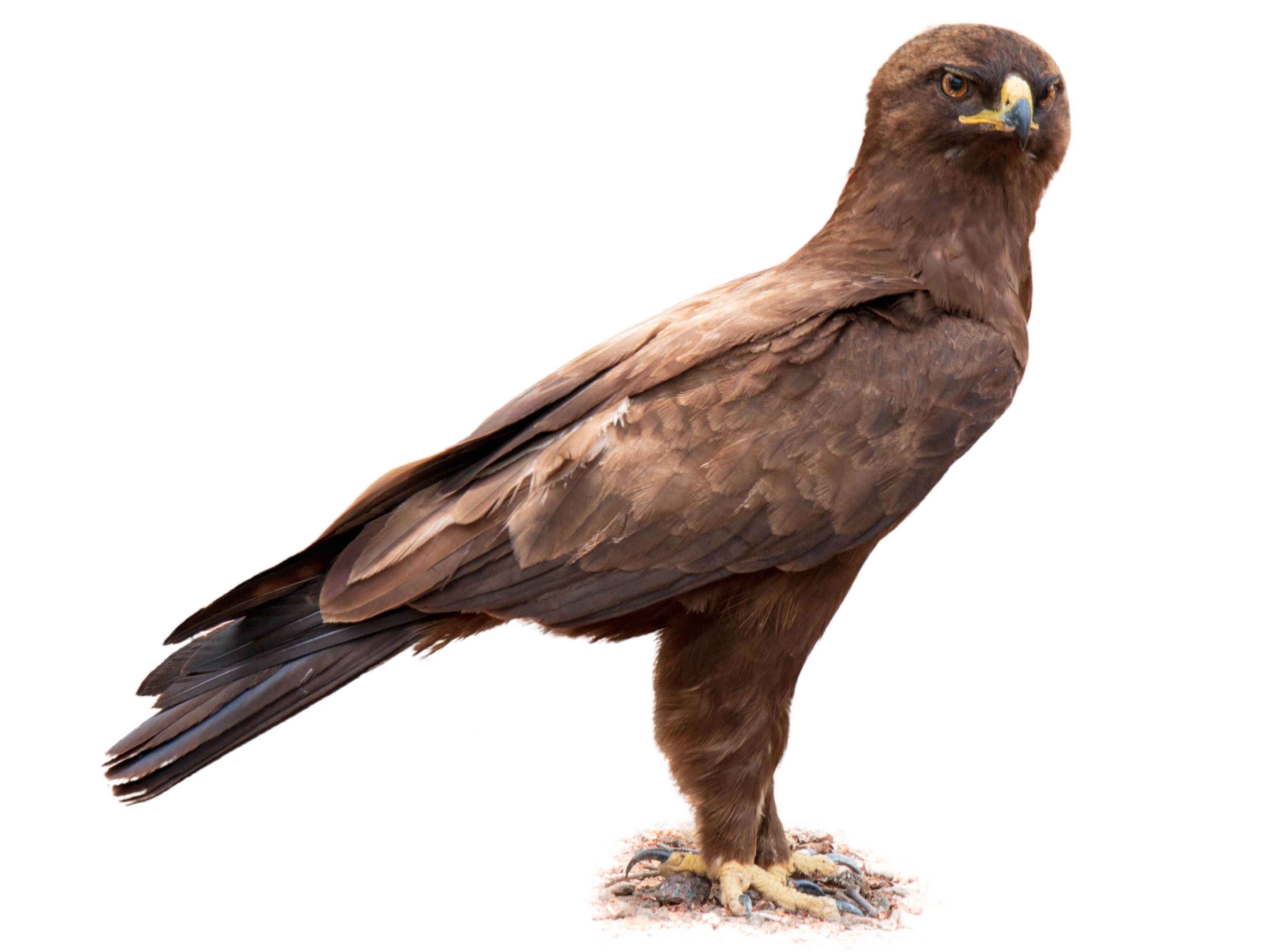 A photo of a Wahlberg's Eagle (Hieraaetus wahlbergi)