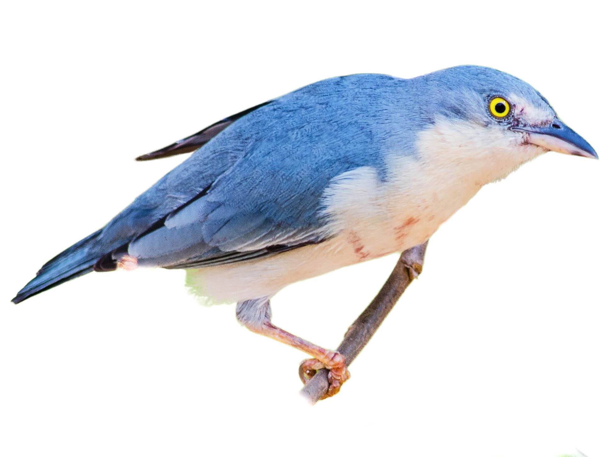 A photo of a Hooded Tanager (Nemosia pileata), female