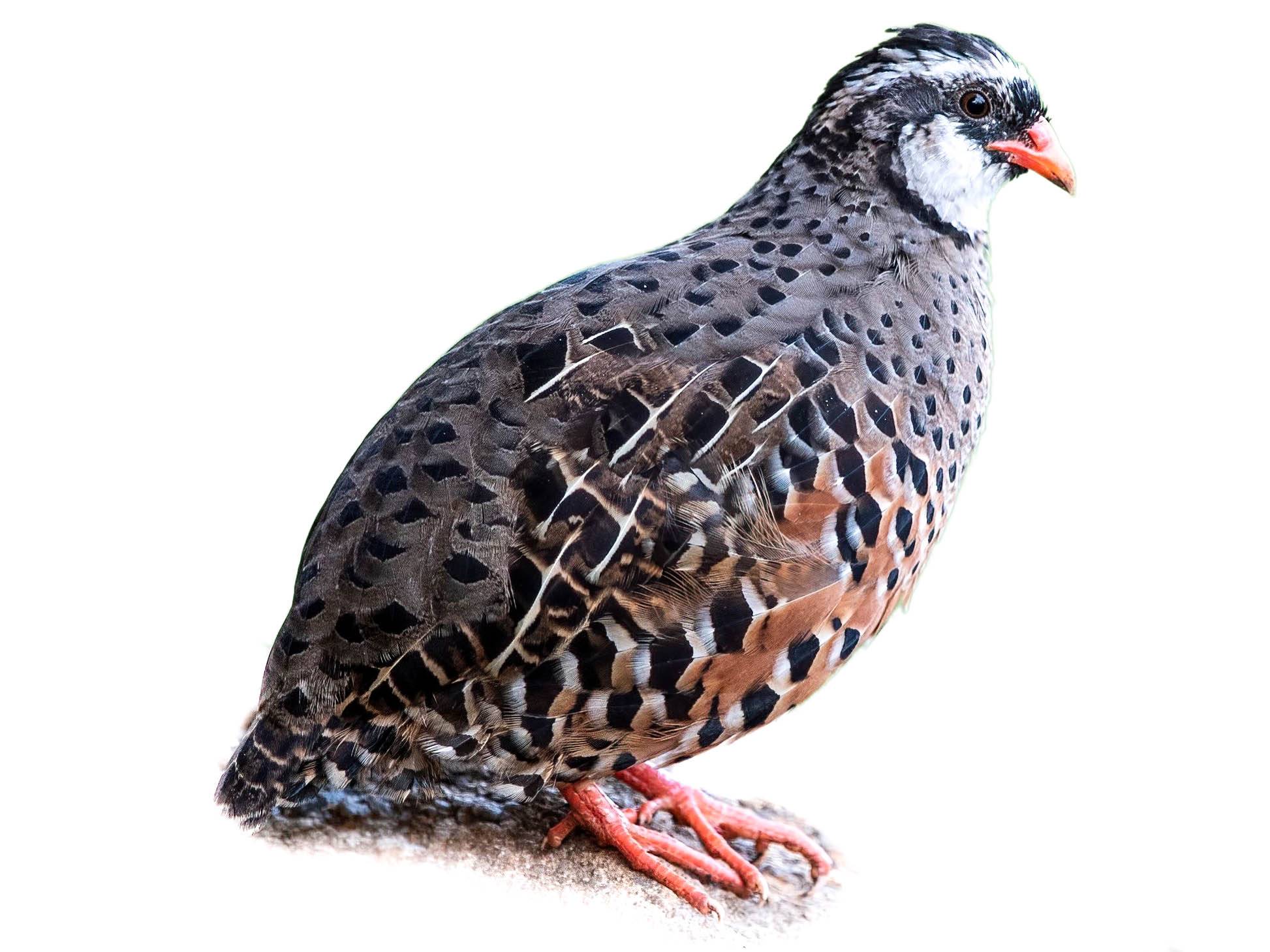 A photo of a Painted Bush Quail (Perdicula erythrorhyncha), male