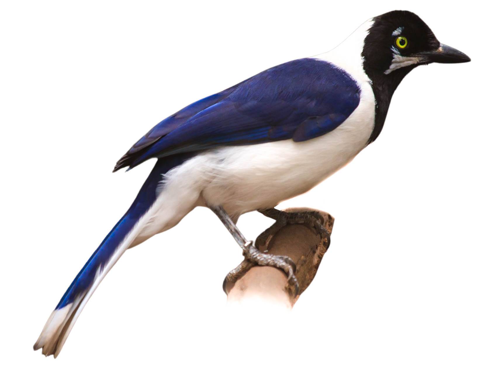 A photo of a White-tailed Jay (Cyanocorax mystacalis)