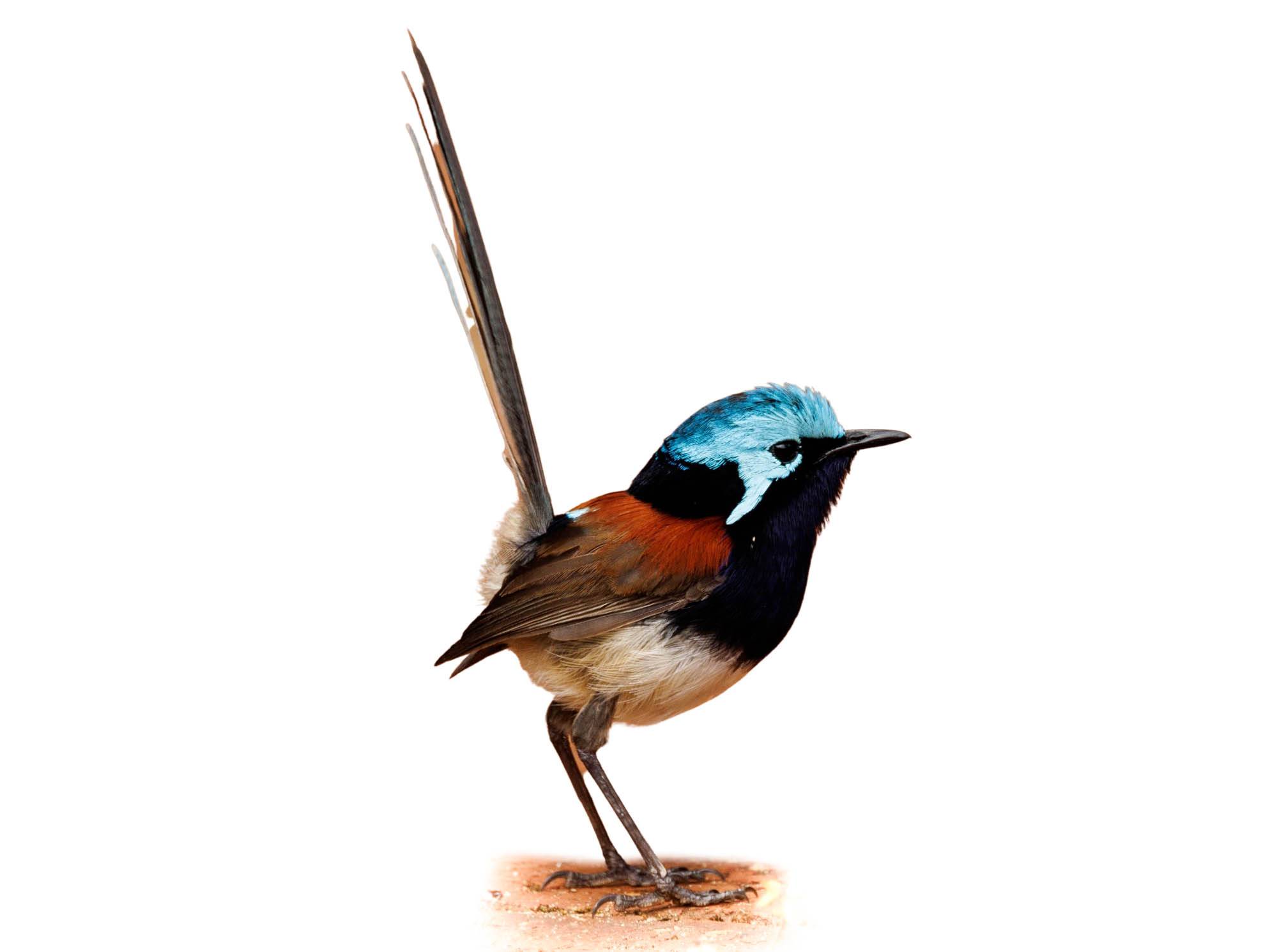 A photo of a Red-winged Fairywren (Malurus elegans), male