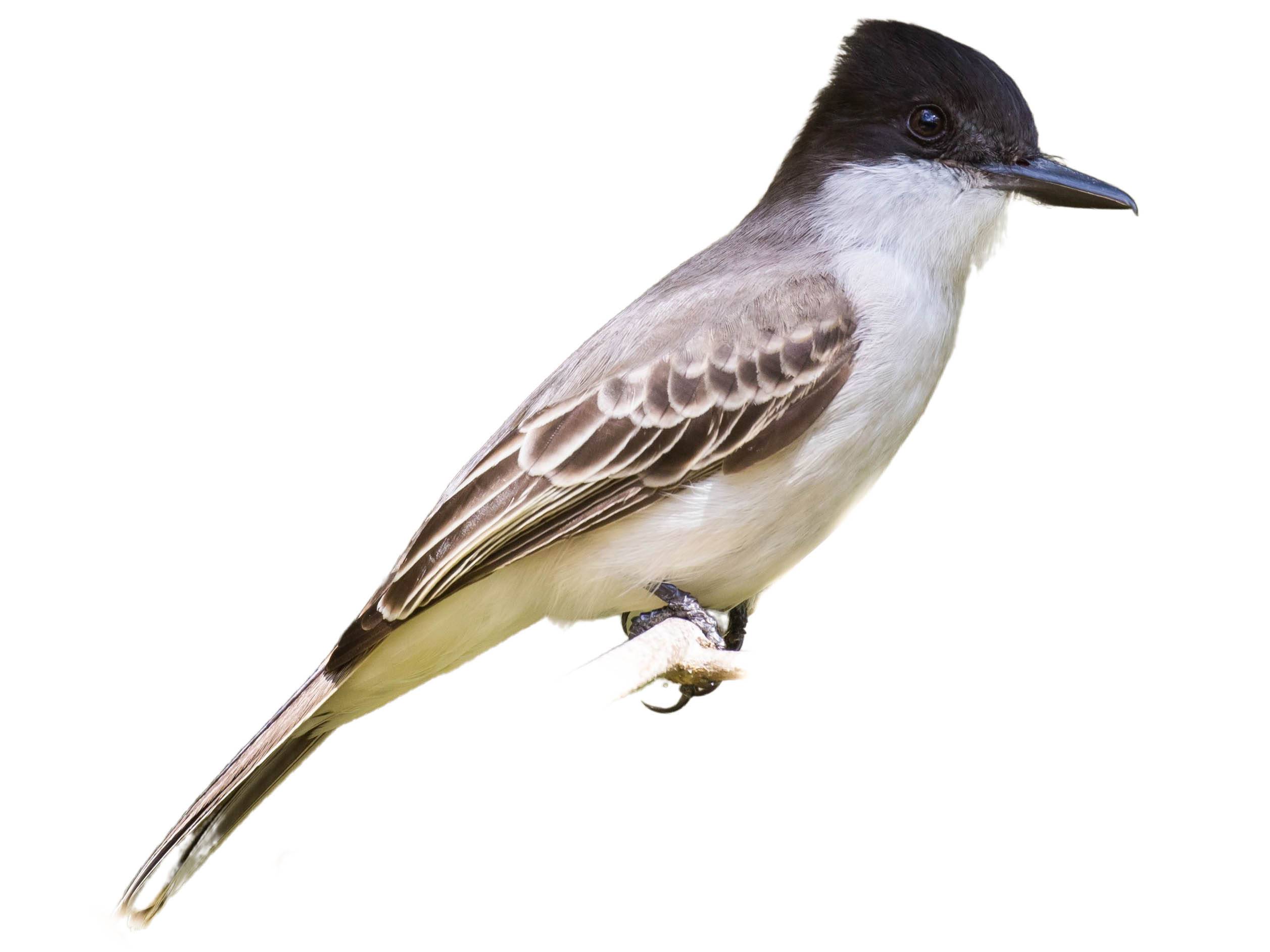 A photo of a Loggerhead Kingbird (Tyrannus caudifasciatus)