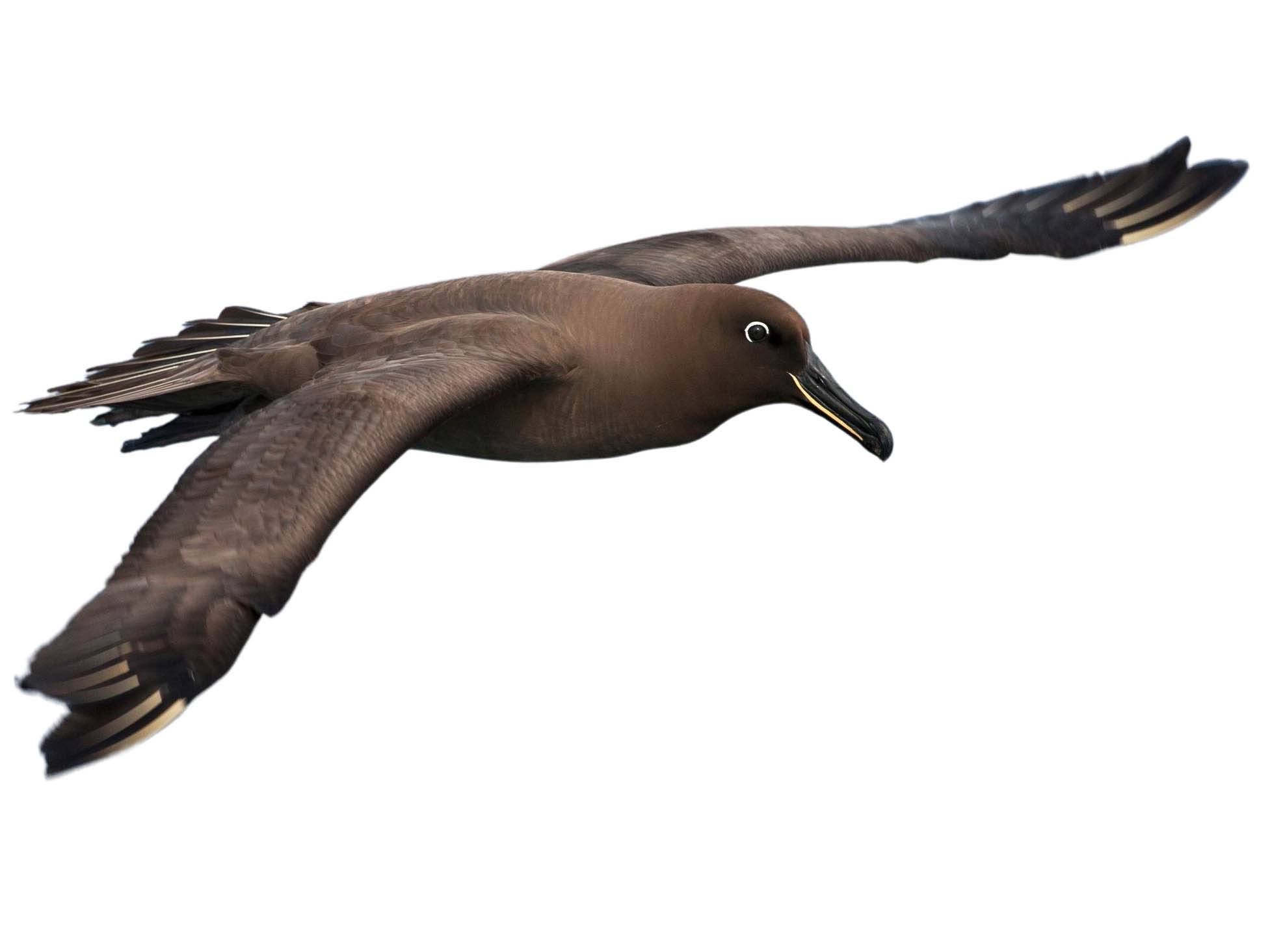 A photo of a Sooty Albatross (Phoebetria fusca)