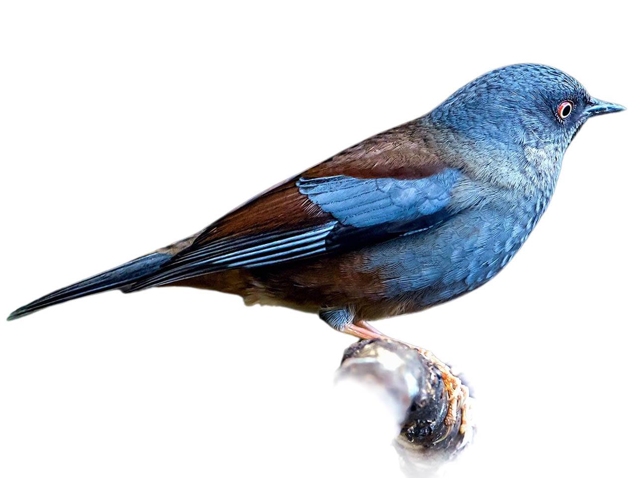 A photo of a Maroon-backed Accentor (Prunella immaculata)