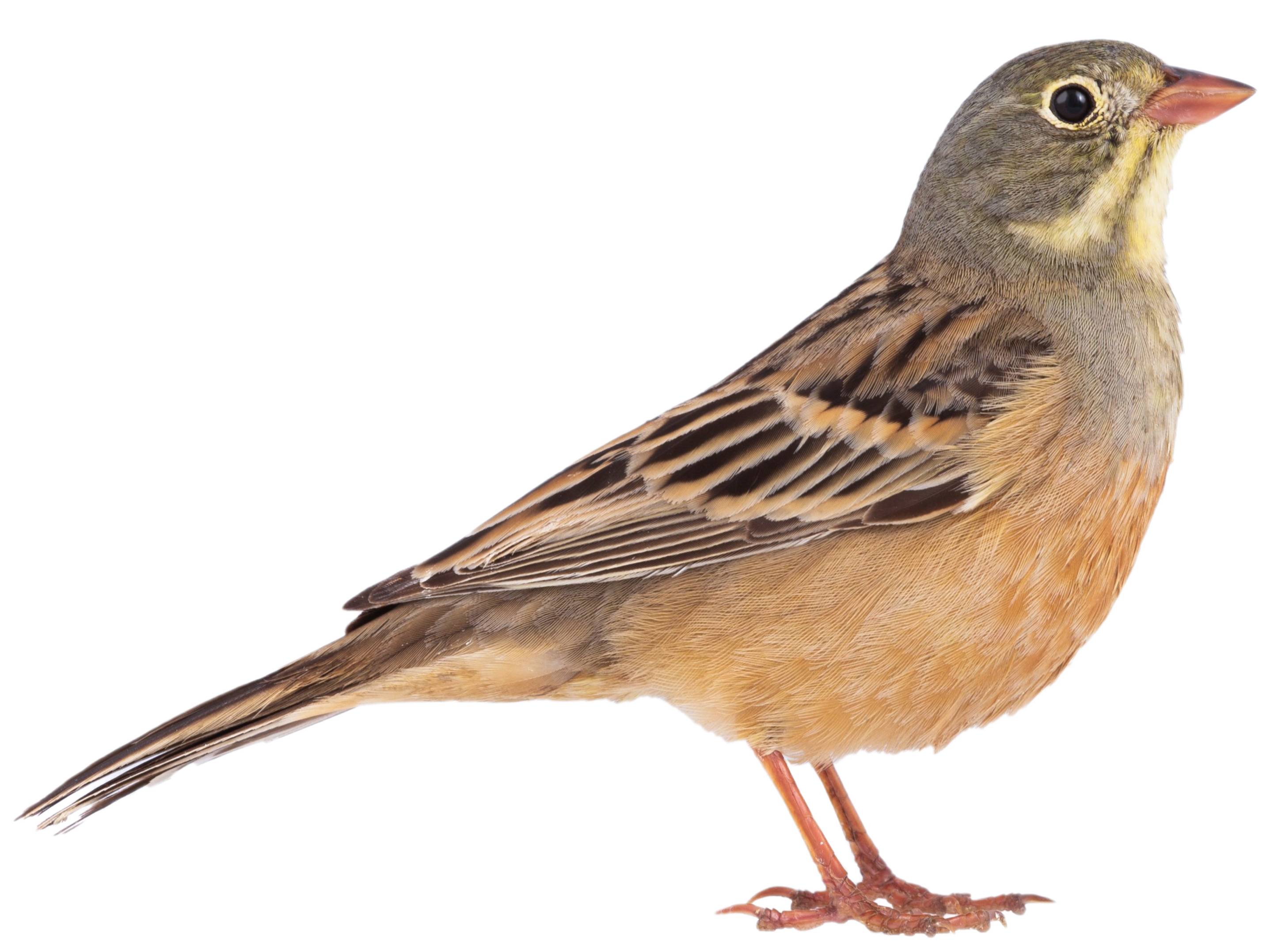 A photo of a Ortolan Bunting (Emberiza hortulana), male