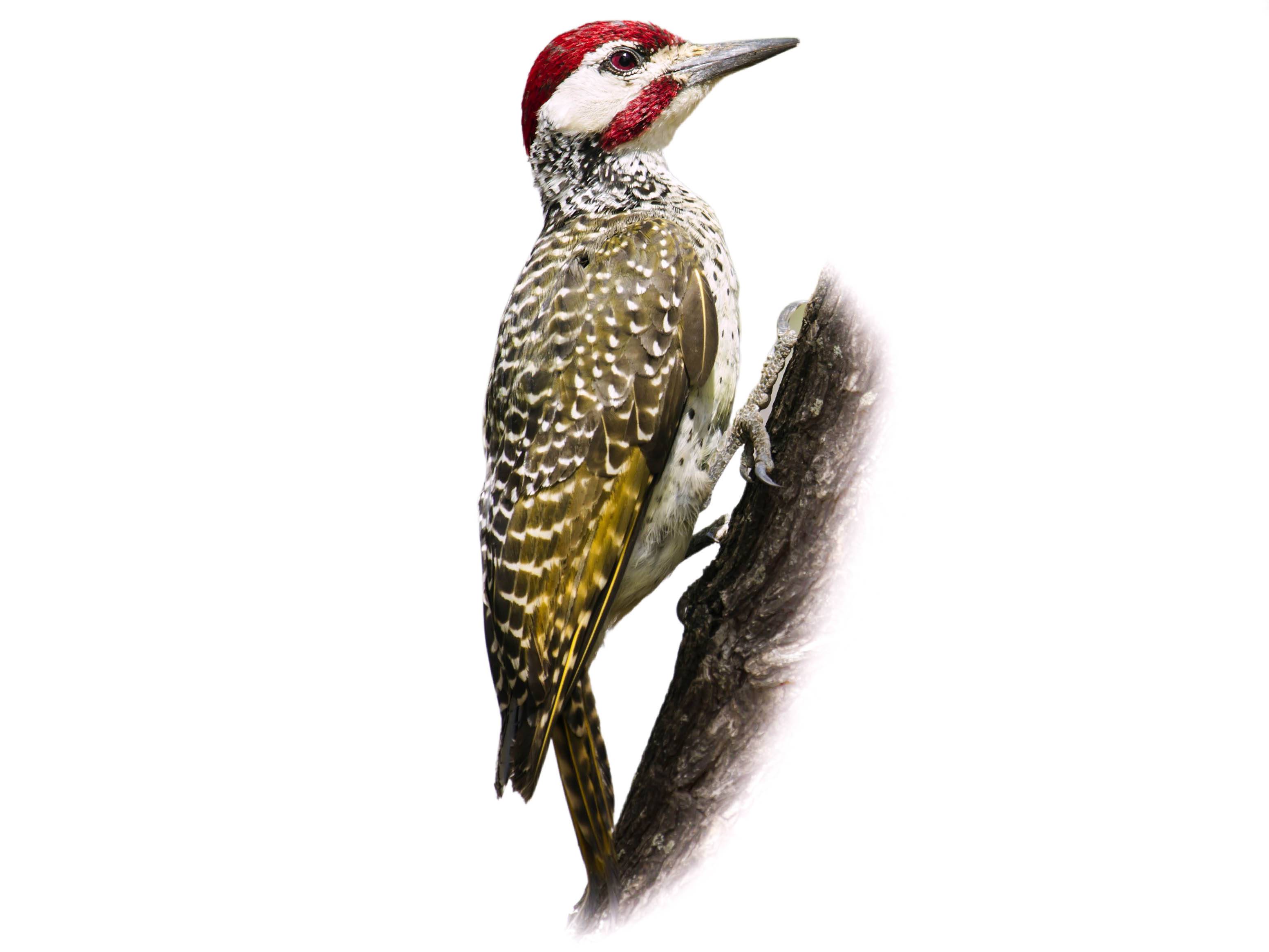 A photo of a Bennett's Woodpecker (Campethera bennettii), male