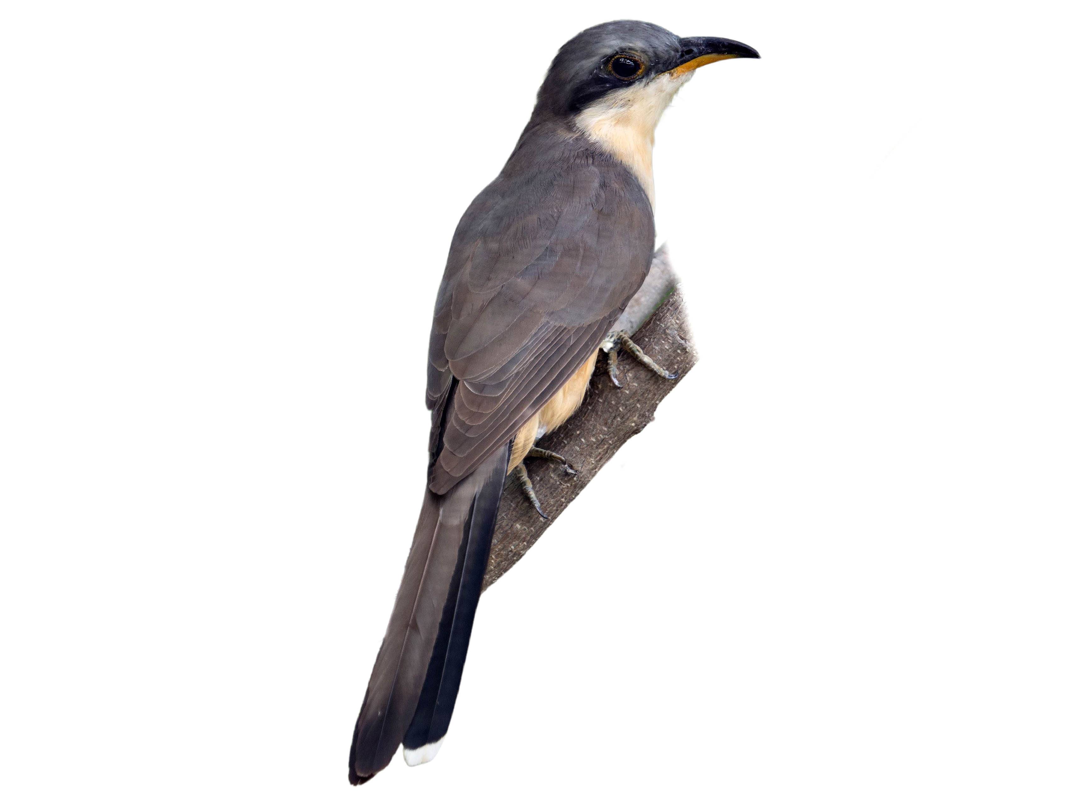 A photo of a Mangrove Cuckoo (Coccyzus minor)