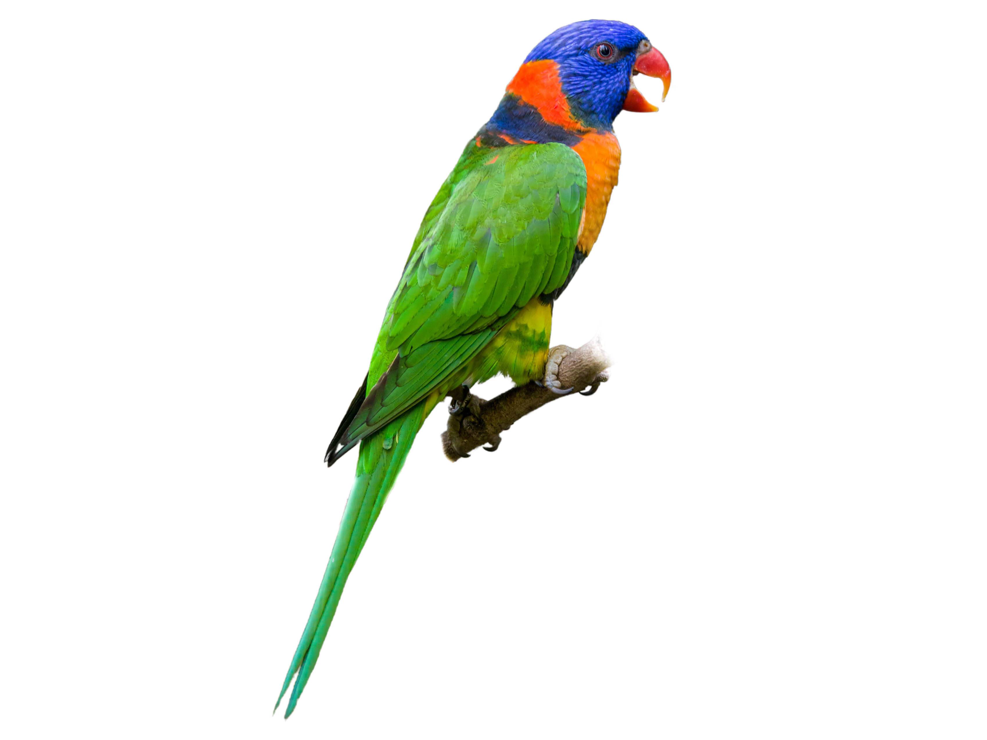 A photo of a Red-collared Lorikeet (Trichoglossus rubritorquis)