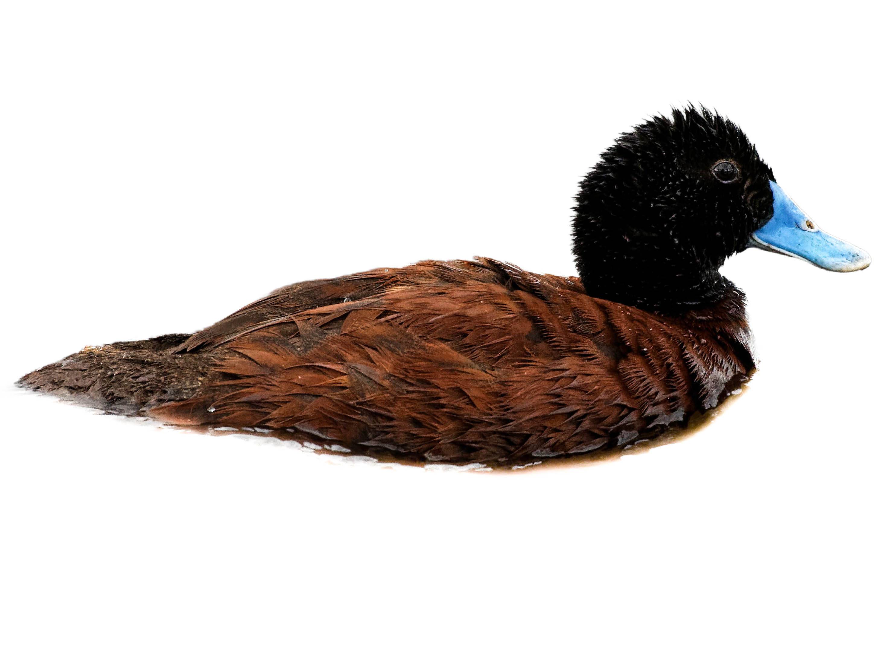 A photo of a Blue-billed Duck (Oxyura australis), male