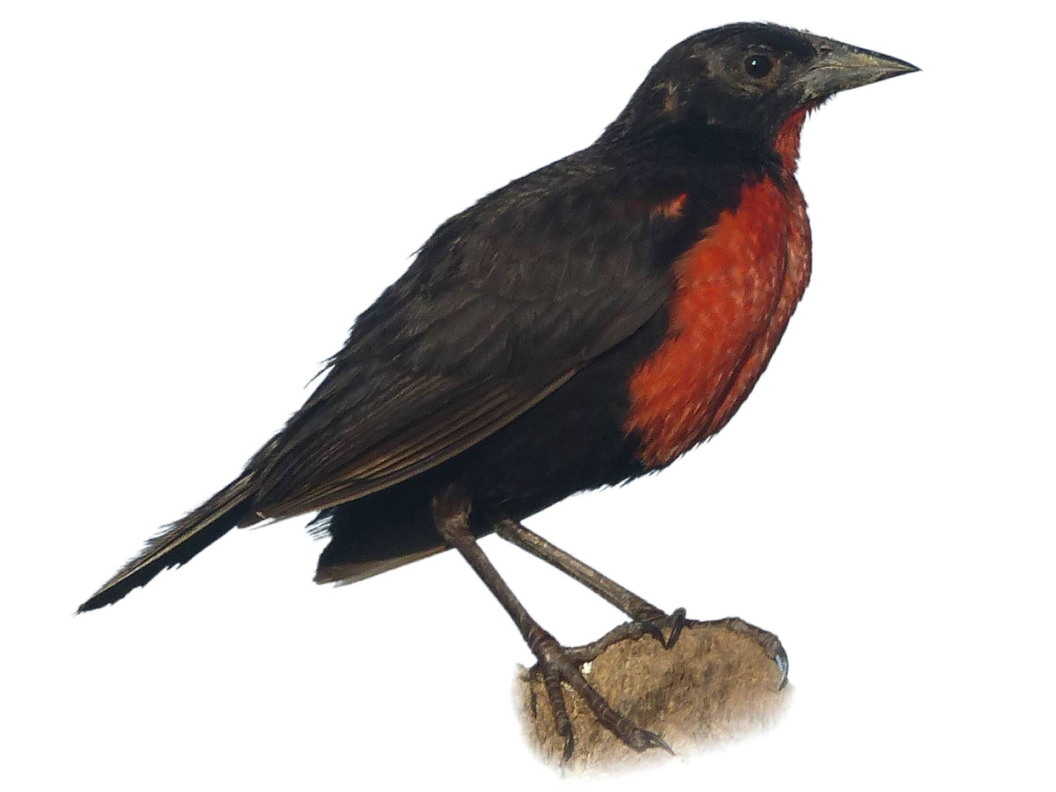 A photo of a Red-breasted Blackbird (Leistes militaris), male