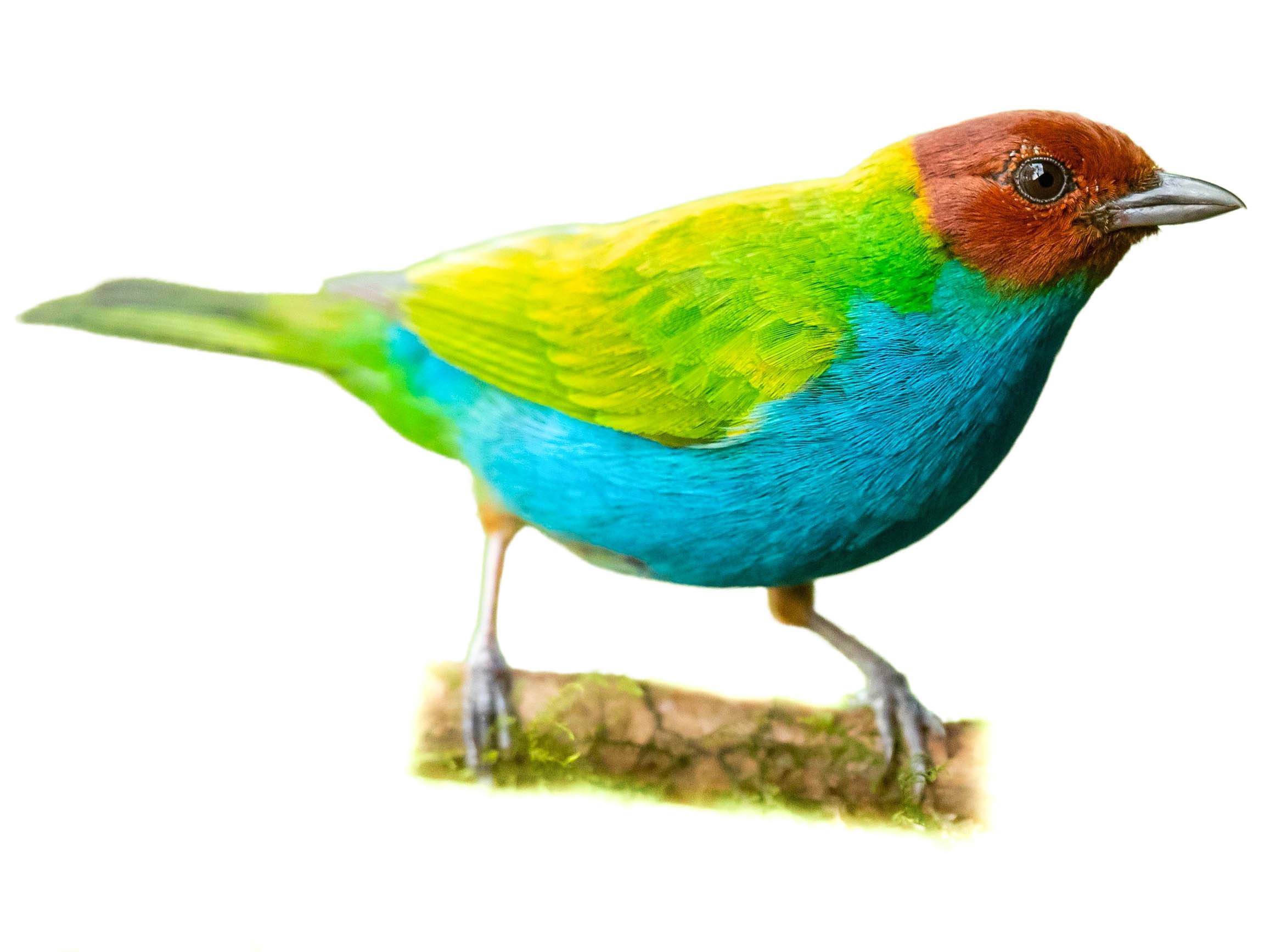 A photo of a Bay-headed Tanager (Tangara gyrola)