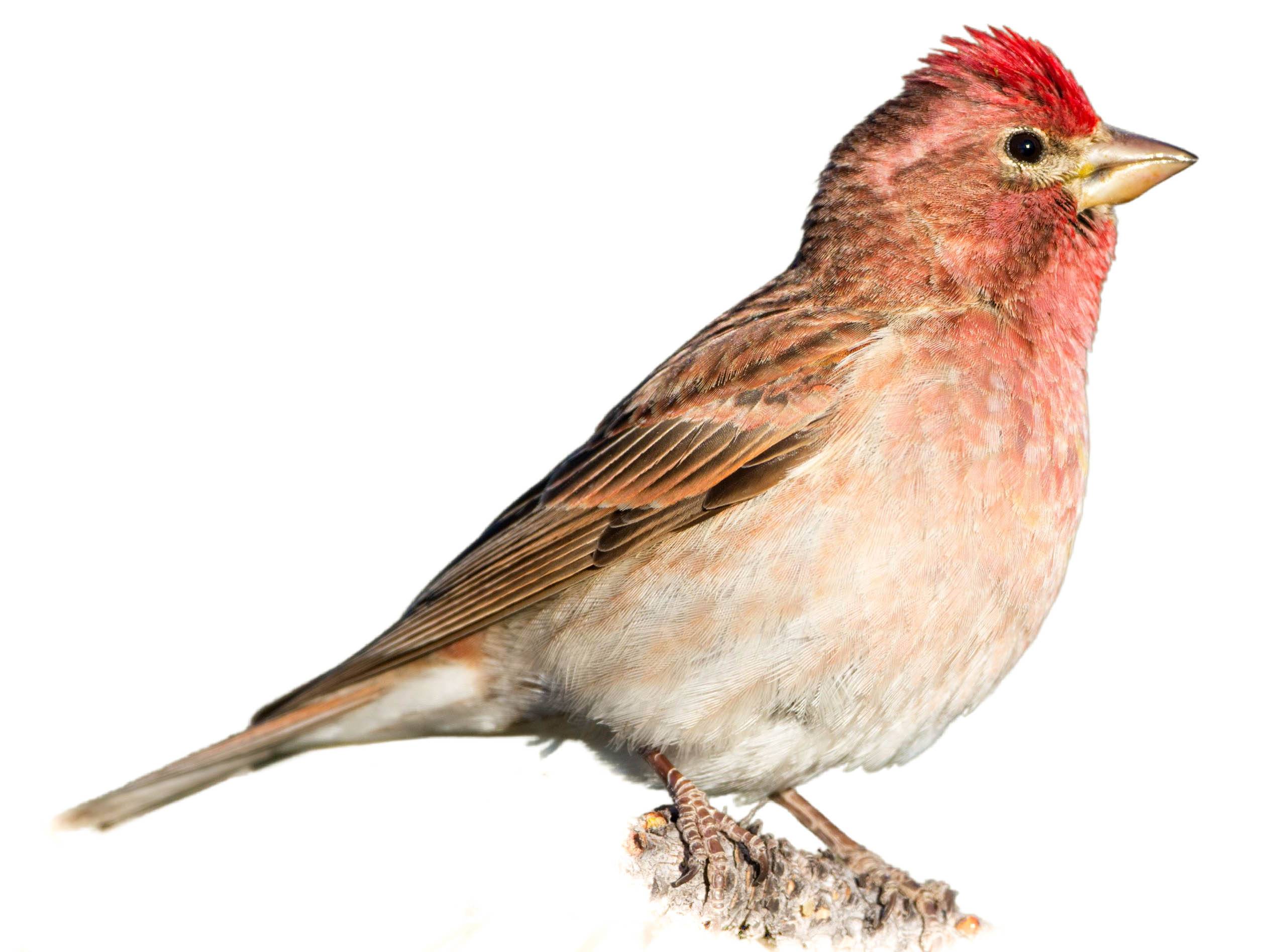 A photo of a Cassin's Finch (Haemorhous cassinii), male