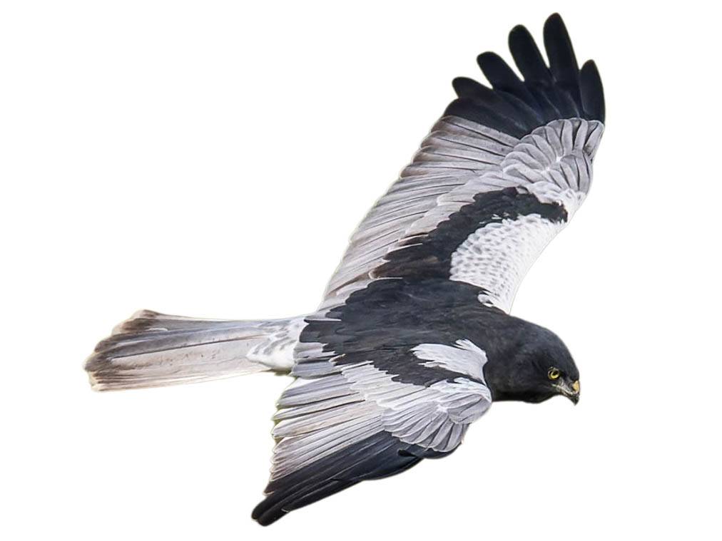 A photo of a Pied Harrier (Circus melanoleucos), male