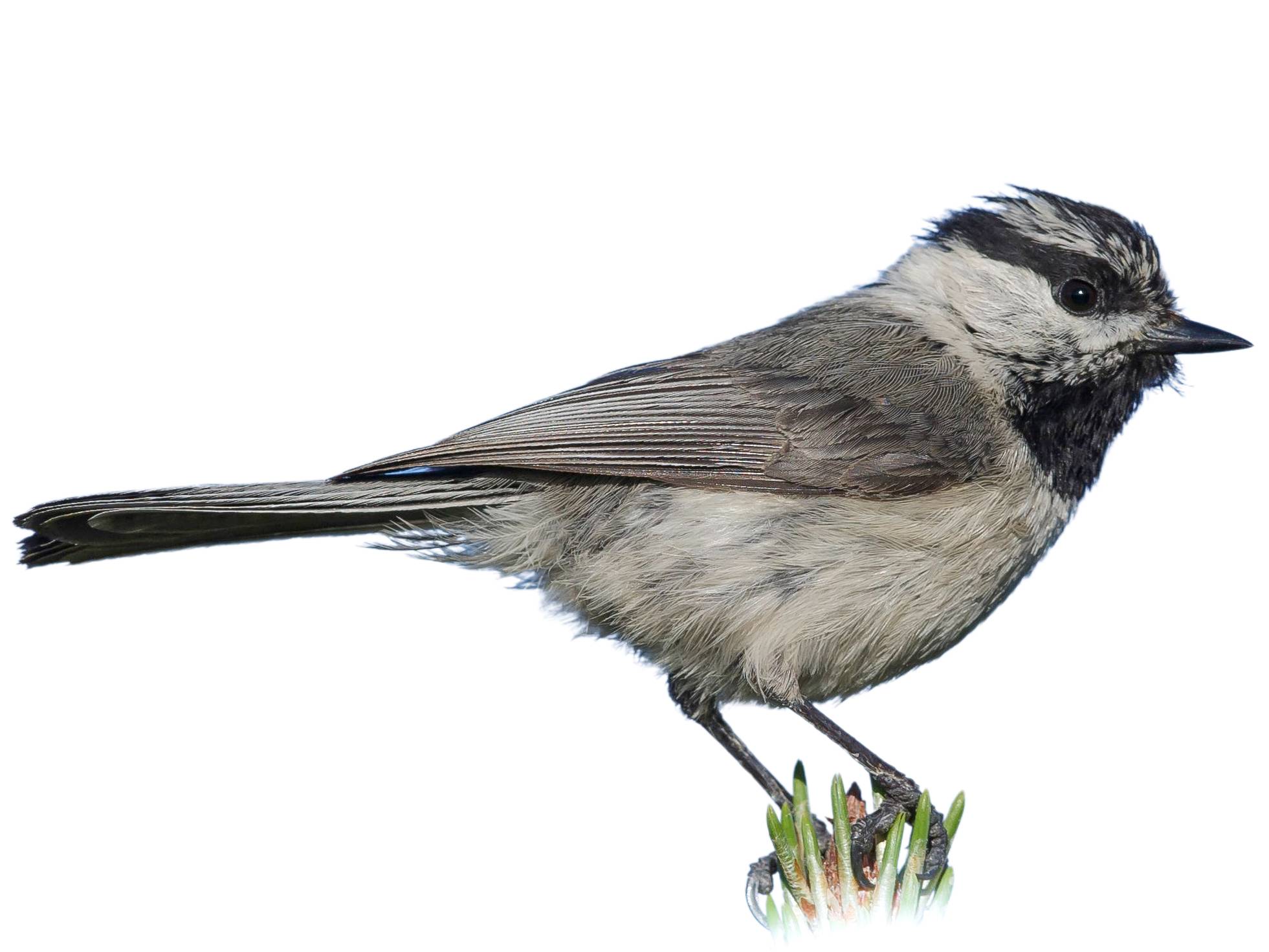 A photo of a Mountain Chickadee (Poecile gambeli)