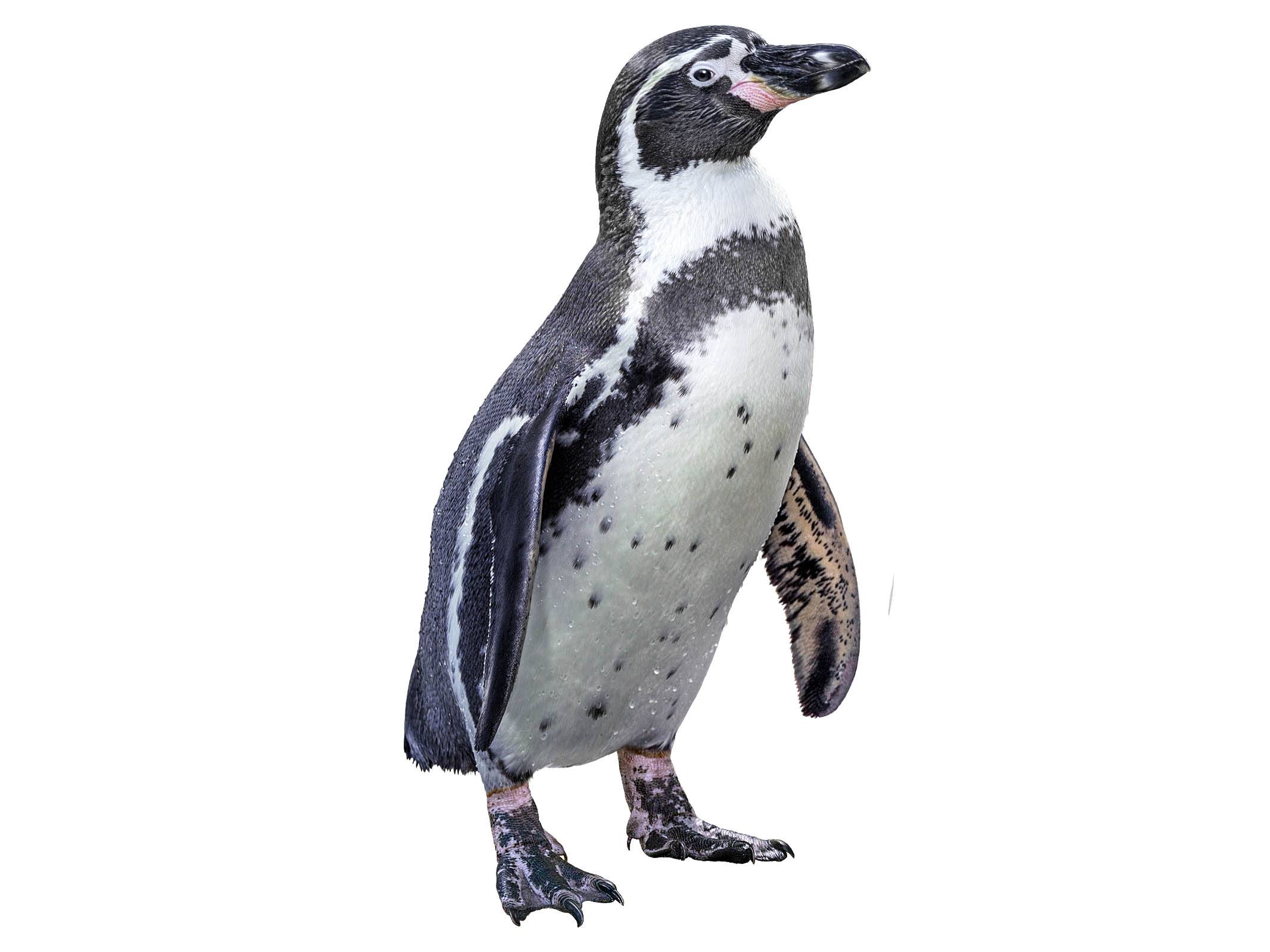 A photo of a Humboldt Penguin (Spheniscus humboldti)