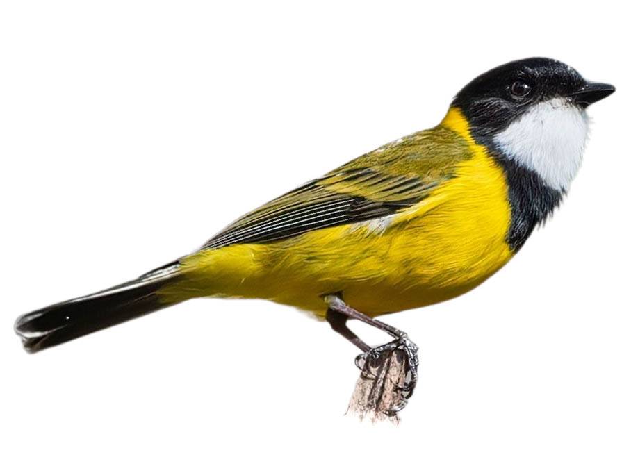 A photo of a Australian Golden Whistler (Pachycephala pectoralis), male