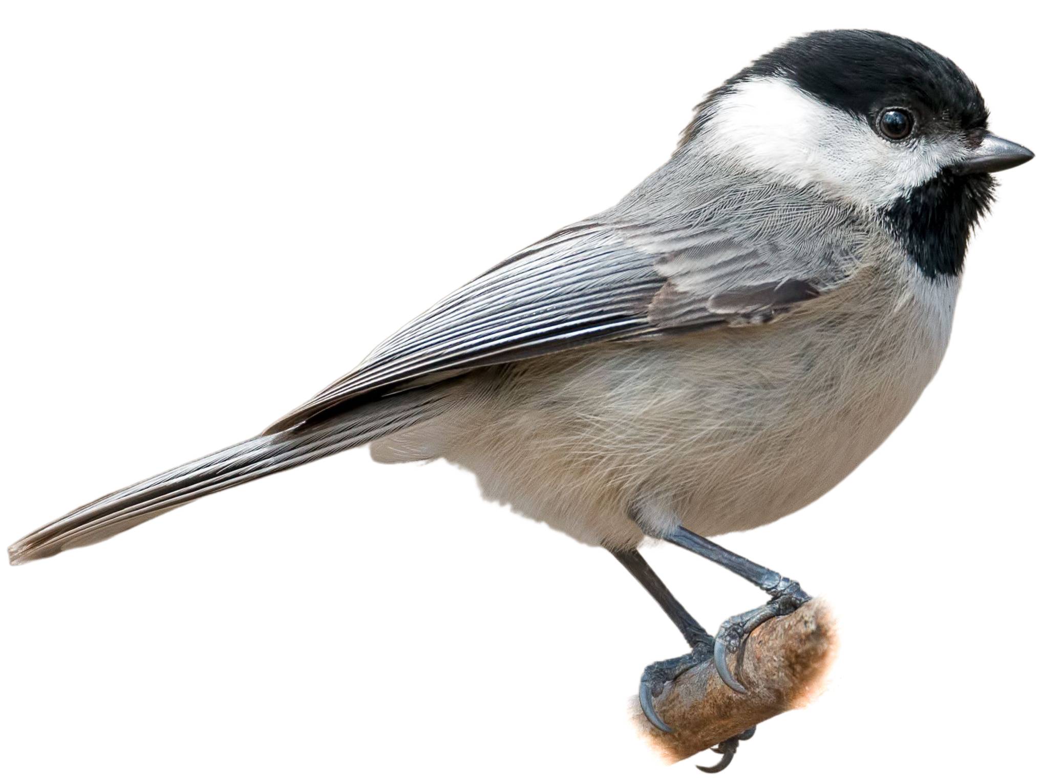 A photo of a Carolina Chickadee (Poecile carolinensis)