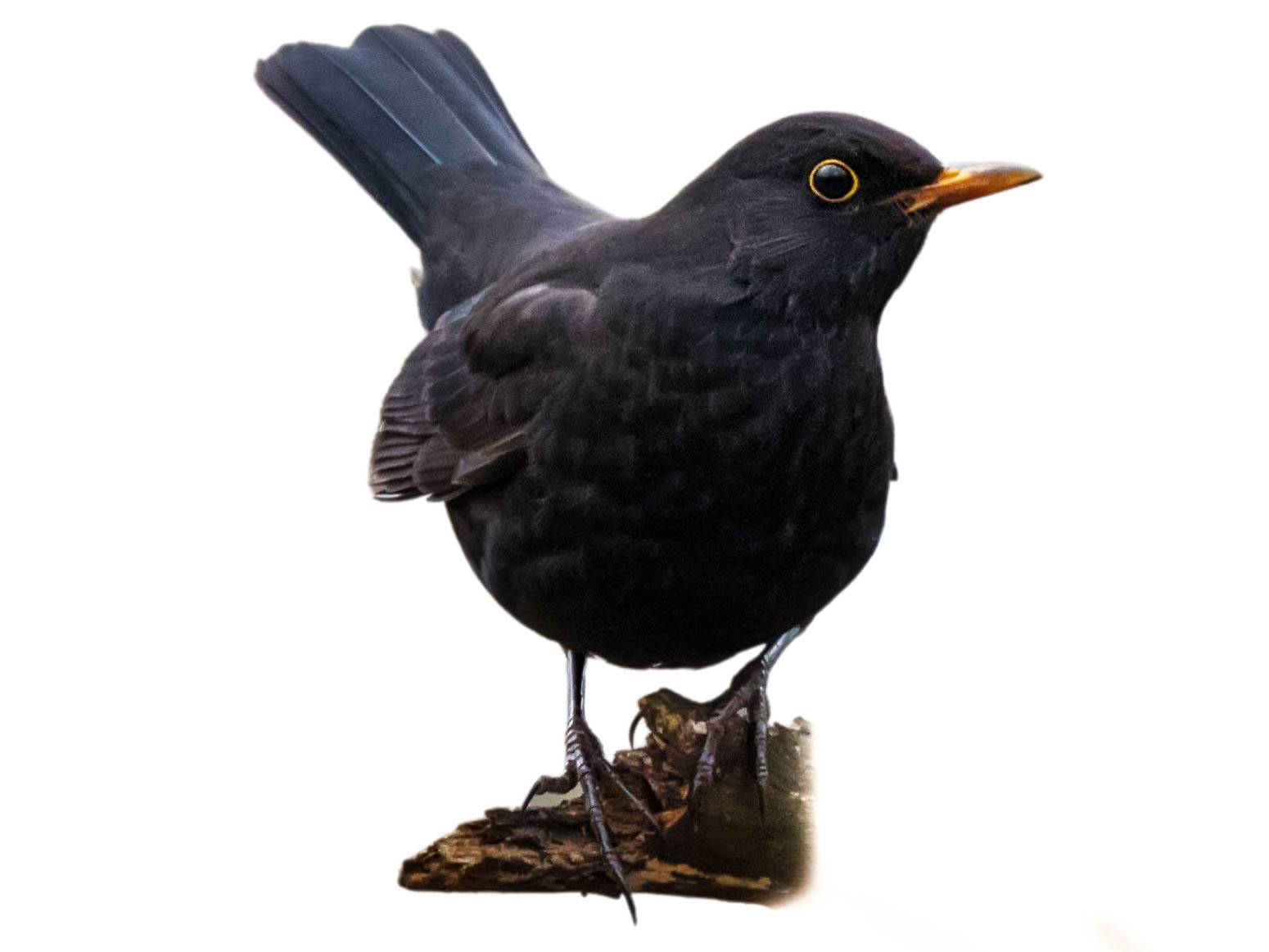 A photo of a Black Thrush (Turdus infuscatus), male