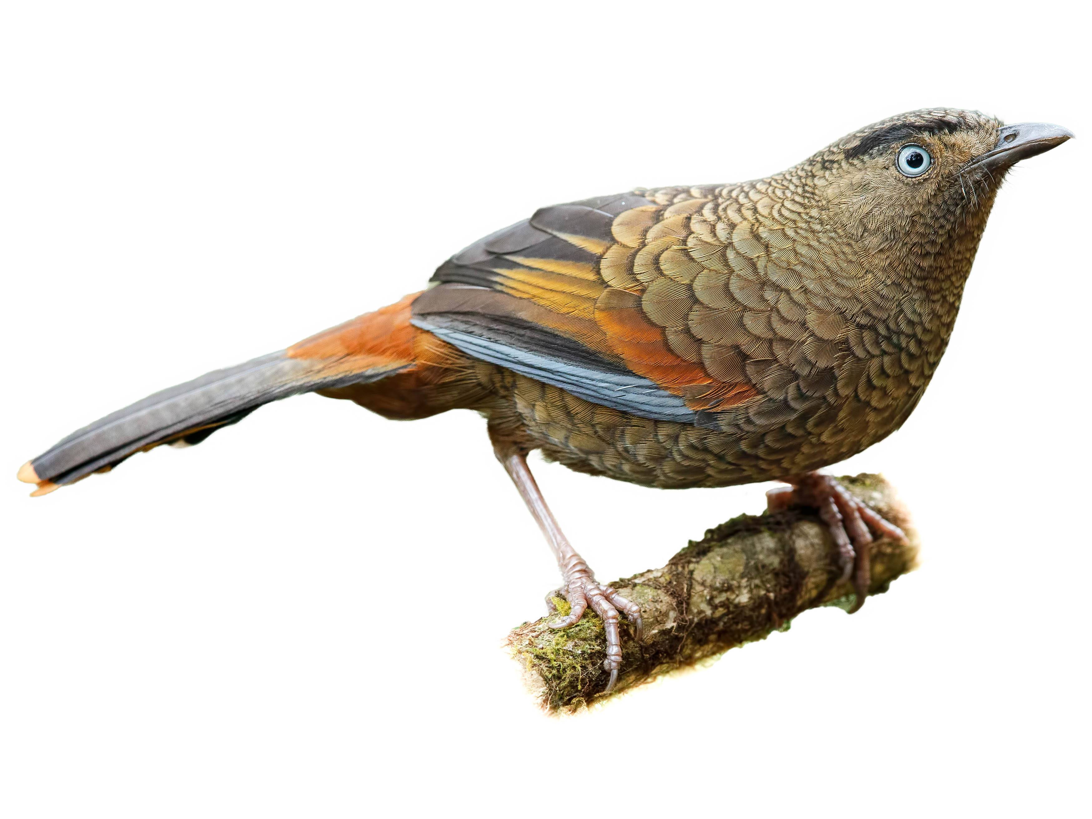 A photo of a Blue-winged Laughingthrush (Trochalopteron squamatum)