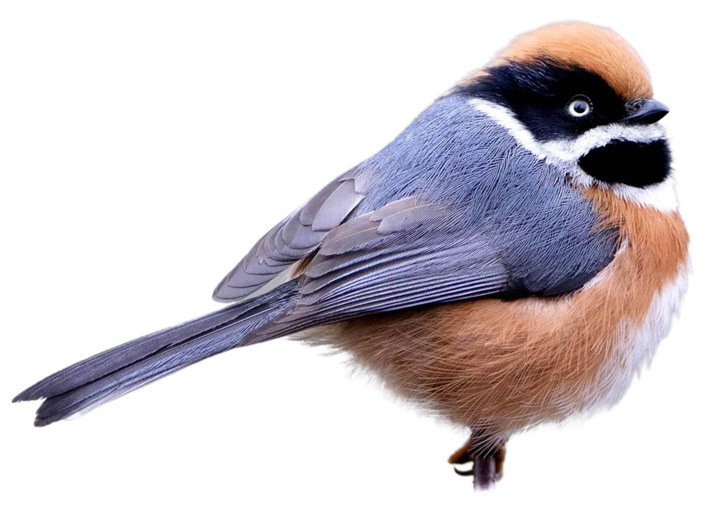 A photo of a Black-throated Bushtit (Aegithalos concinnus)