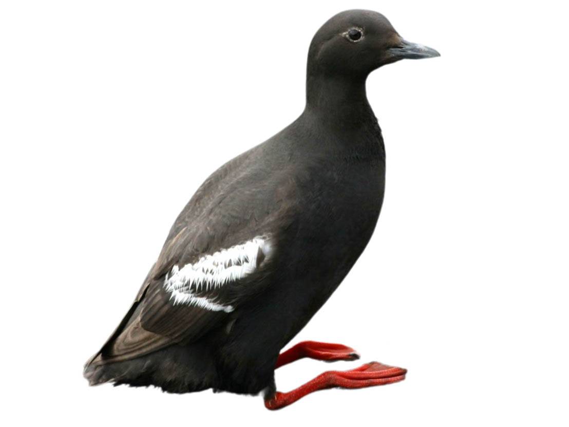 A photo of a Pigeon Guillemot (Cepphus columba)