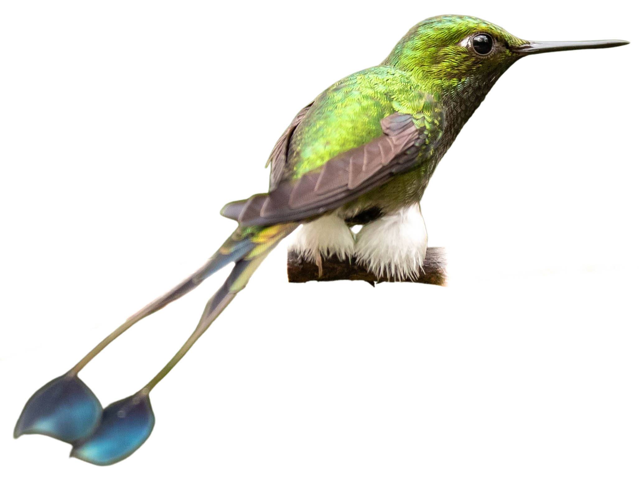 A photo of a White-booted Racket-tail (Ocreatus underwoodii), male