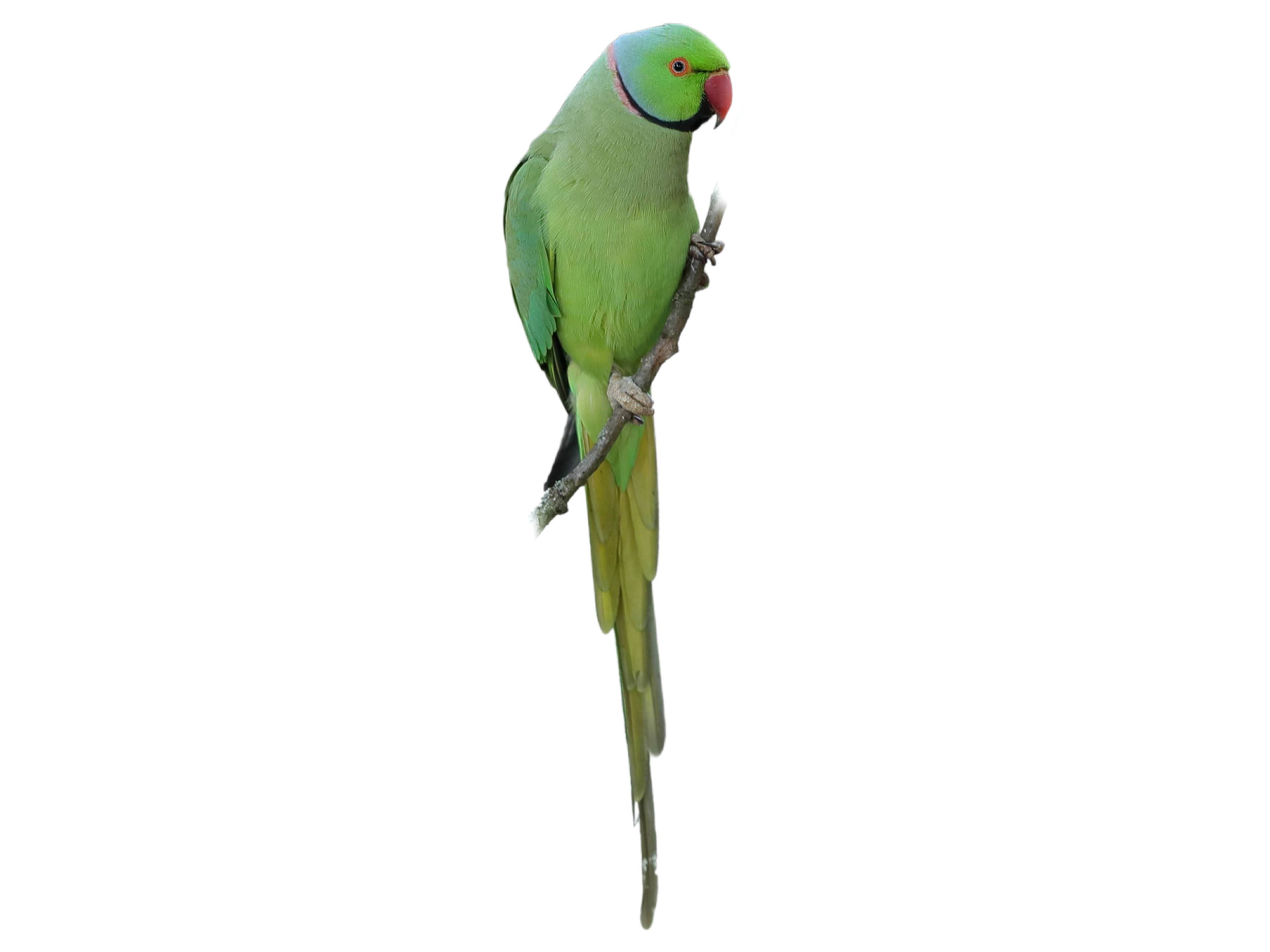 A photo of a Rose-ringed Parakeet (Psittacula krameri), male