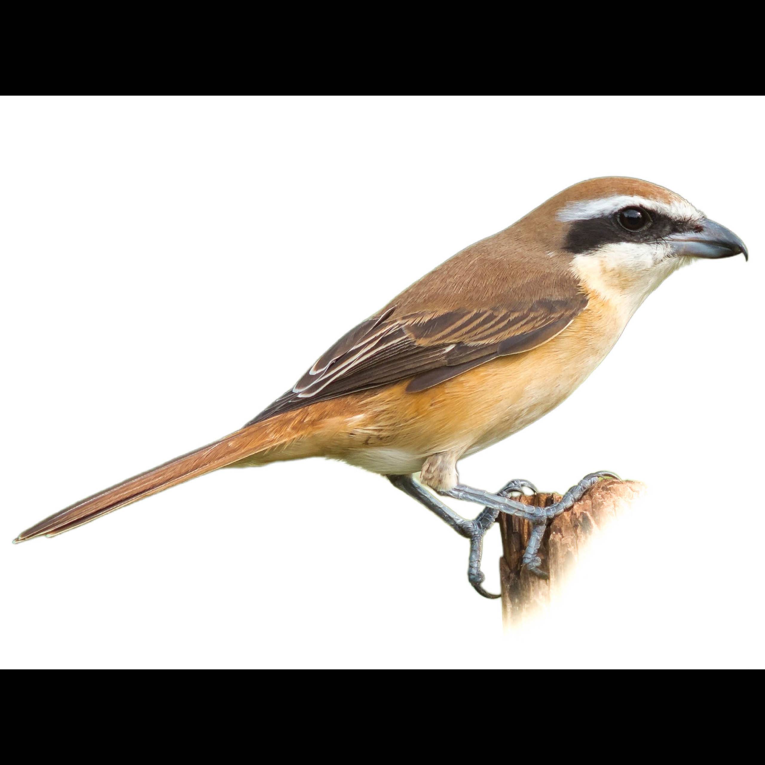 Brown Shrike Lanius Cristatus Identification Birda brown-shrike-lanius-cristatus-identification-birda