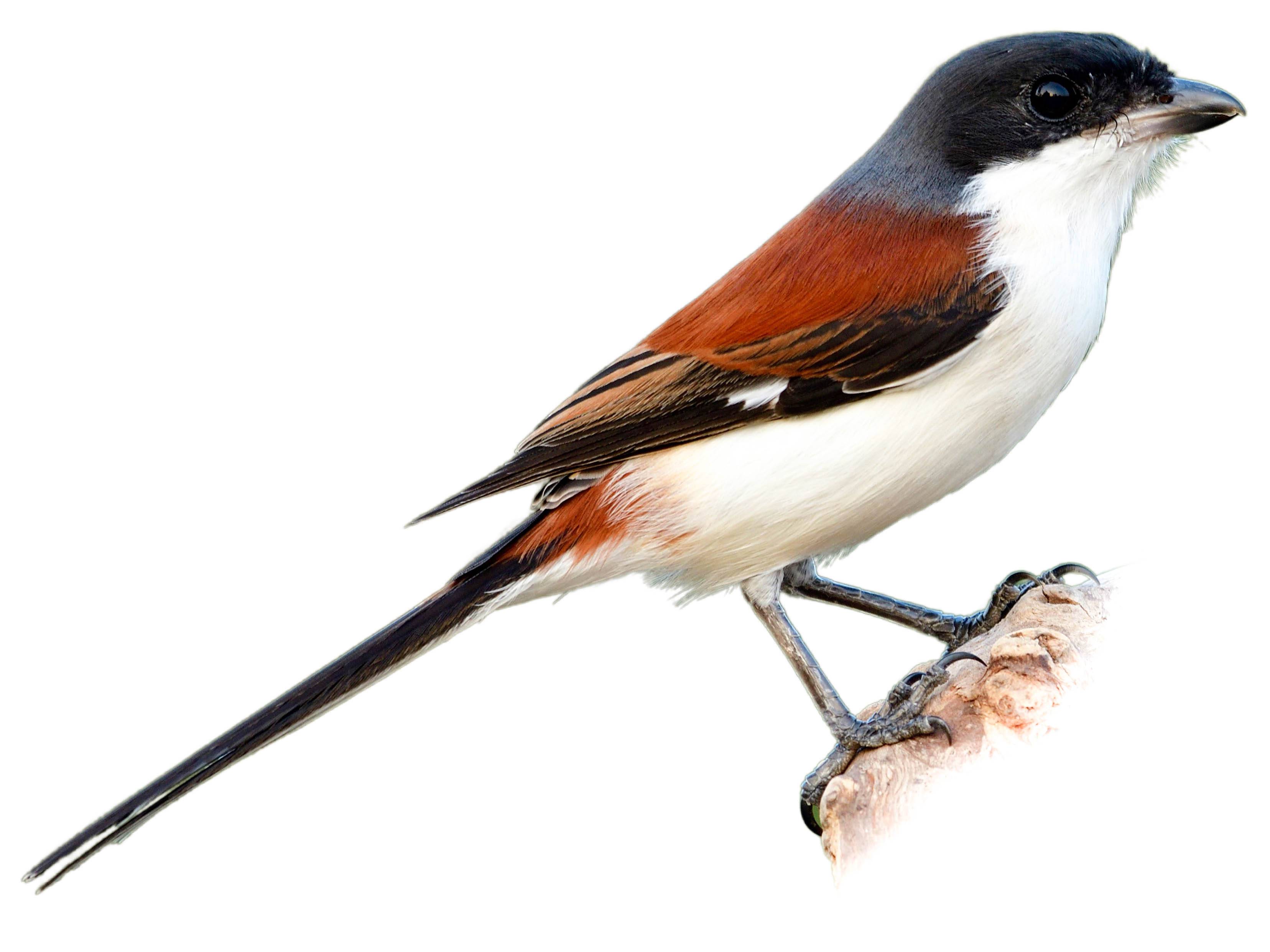 A photo of a Burmese Shrike (Lanius collurioides)