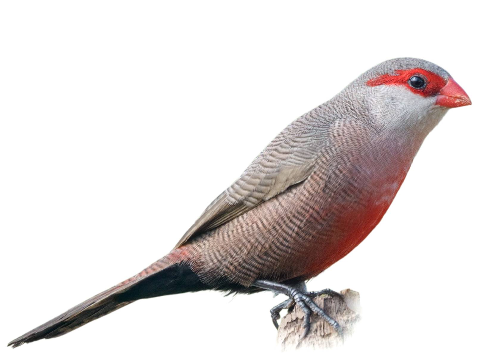 A photo of a Common Waxbill (Estrilda astrild)